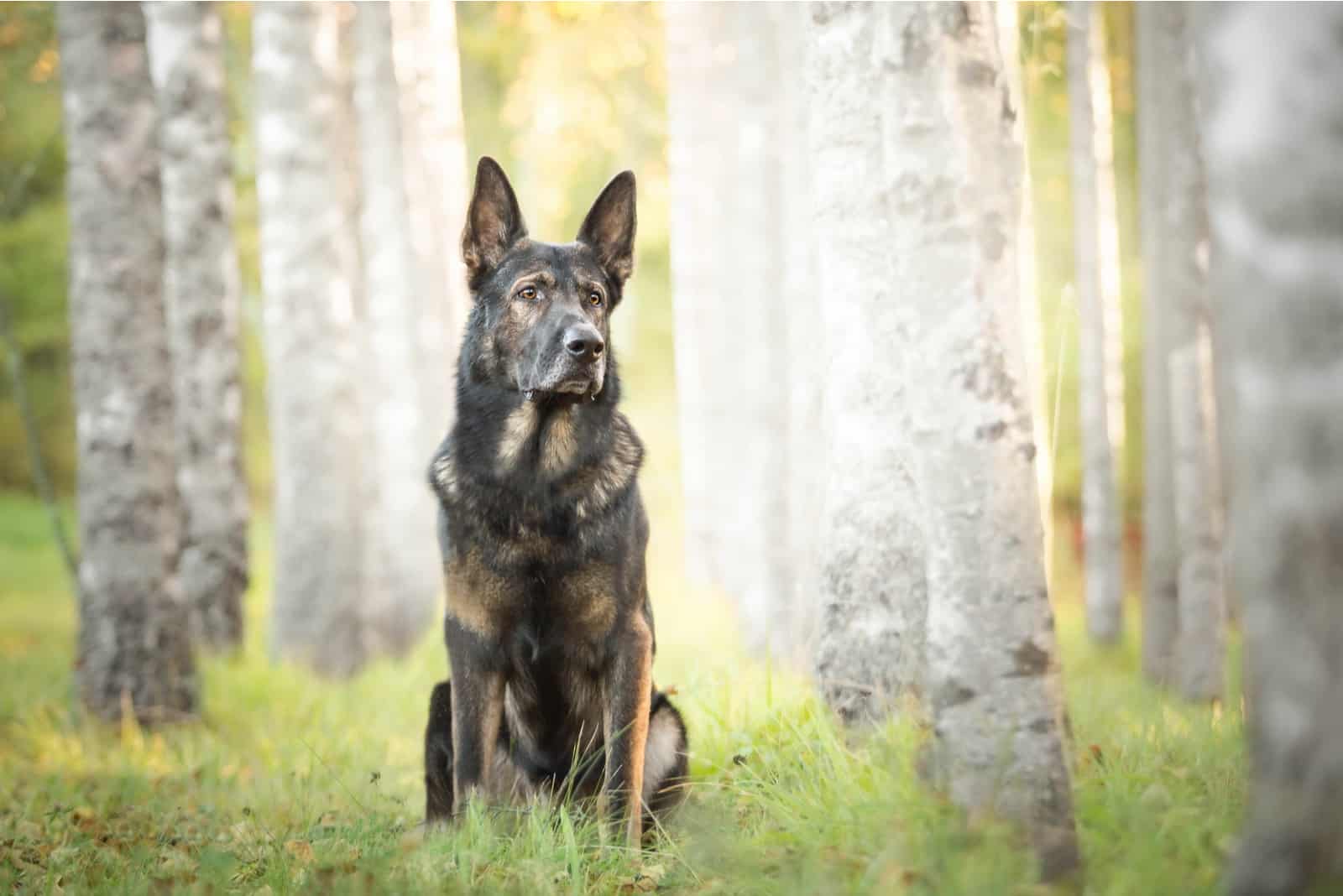 Sarabi is sitting in the forest on the grass