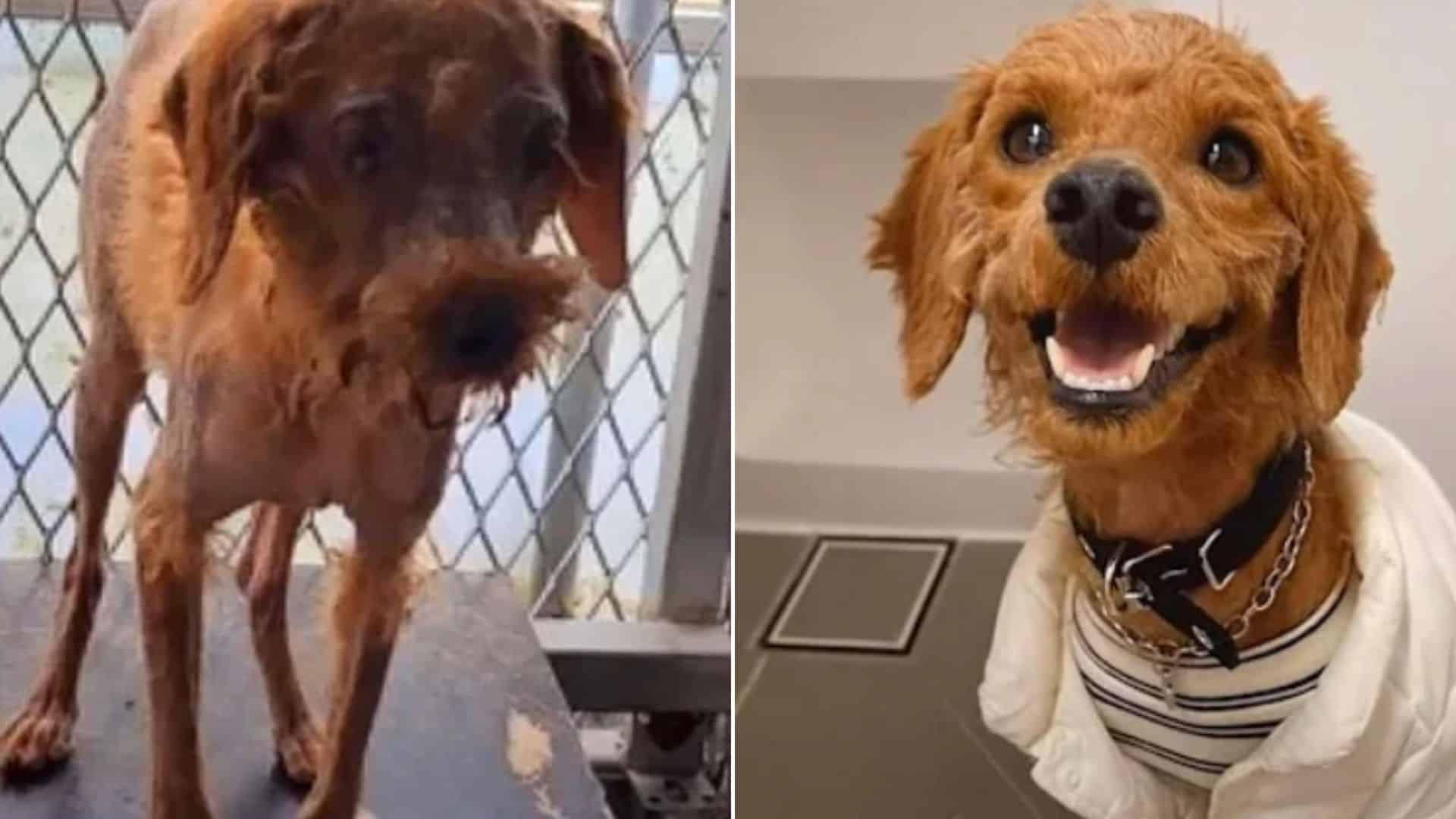 Rescue Puppy Can’t Be Happier About His New, Fashionable Coat