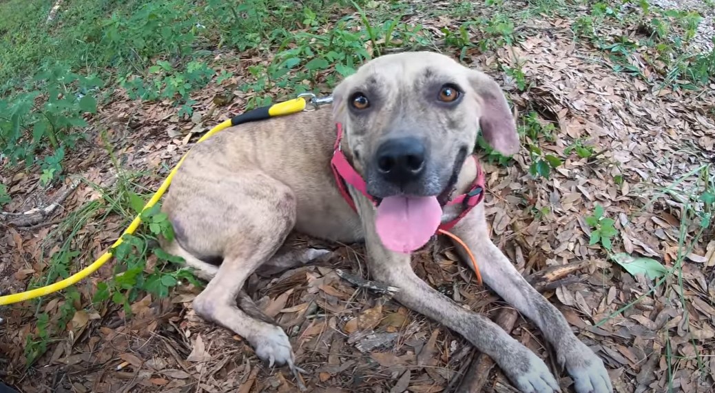 saved dog lying on the ground