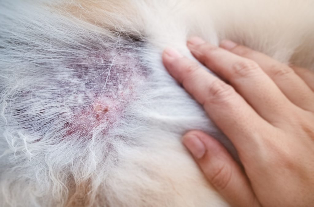 scabs on dog's back