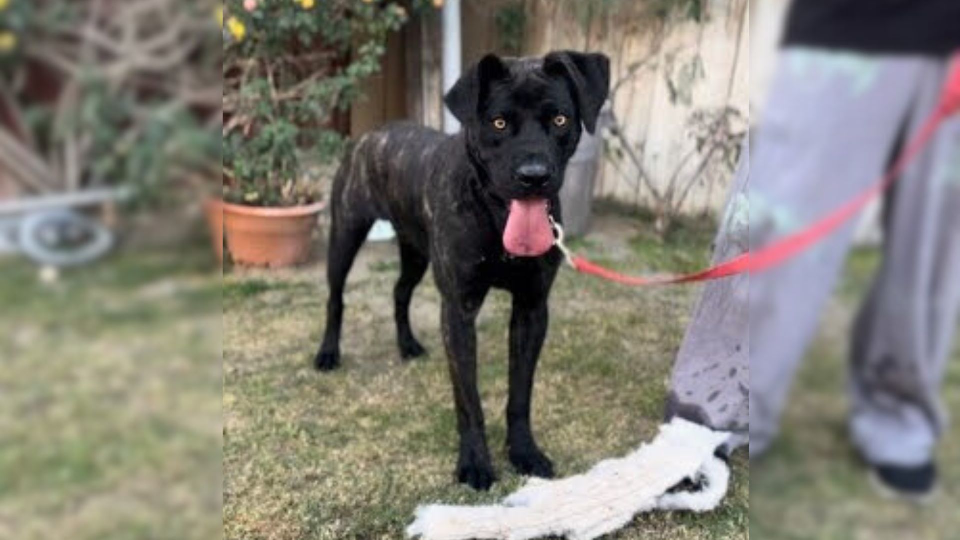 Scared And Distrustful Shelter Dog Gets Rescued Moments Before His Scheduled Euthanasia