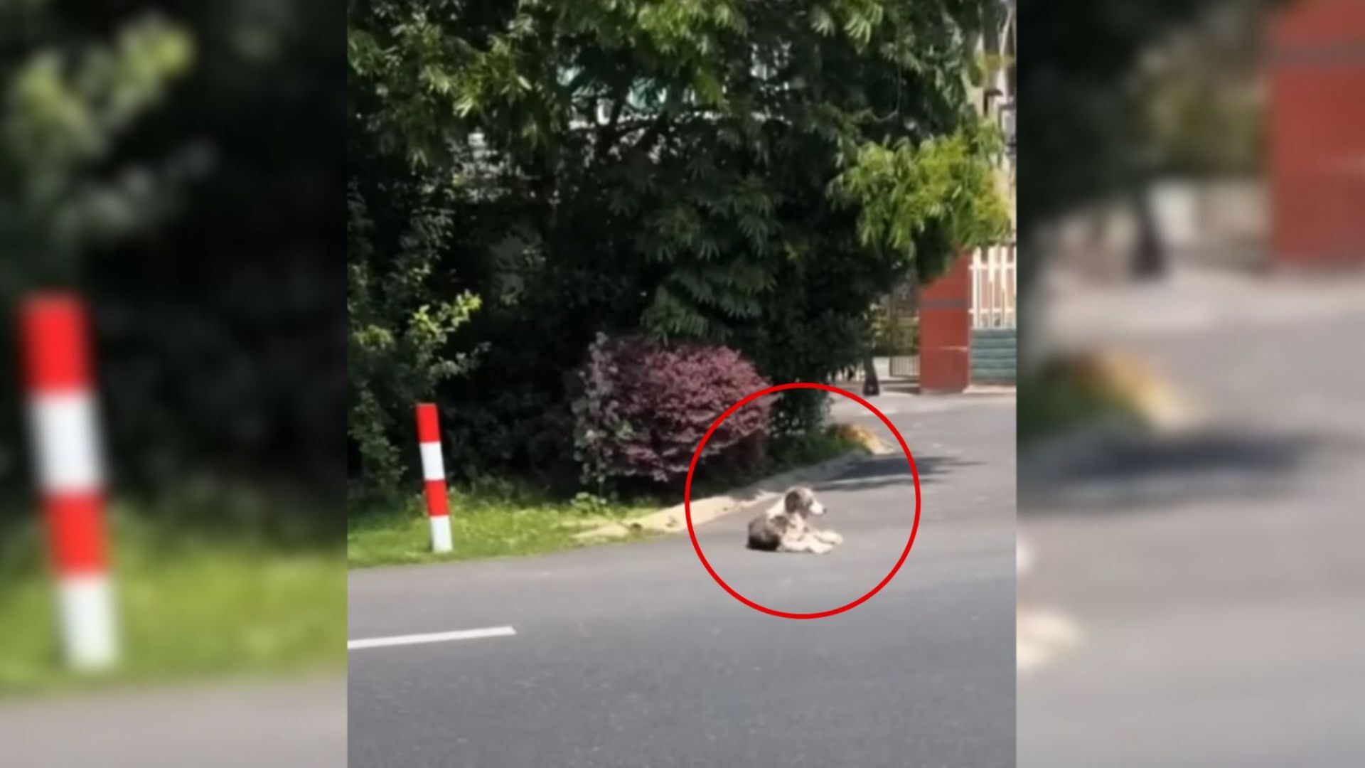 Dog Who Spent Her Entire Life Living Next To A Busy Road Finally Gets Her Own Bed To Sleep In