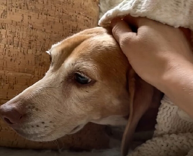 scared dog being cuddled