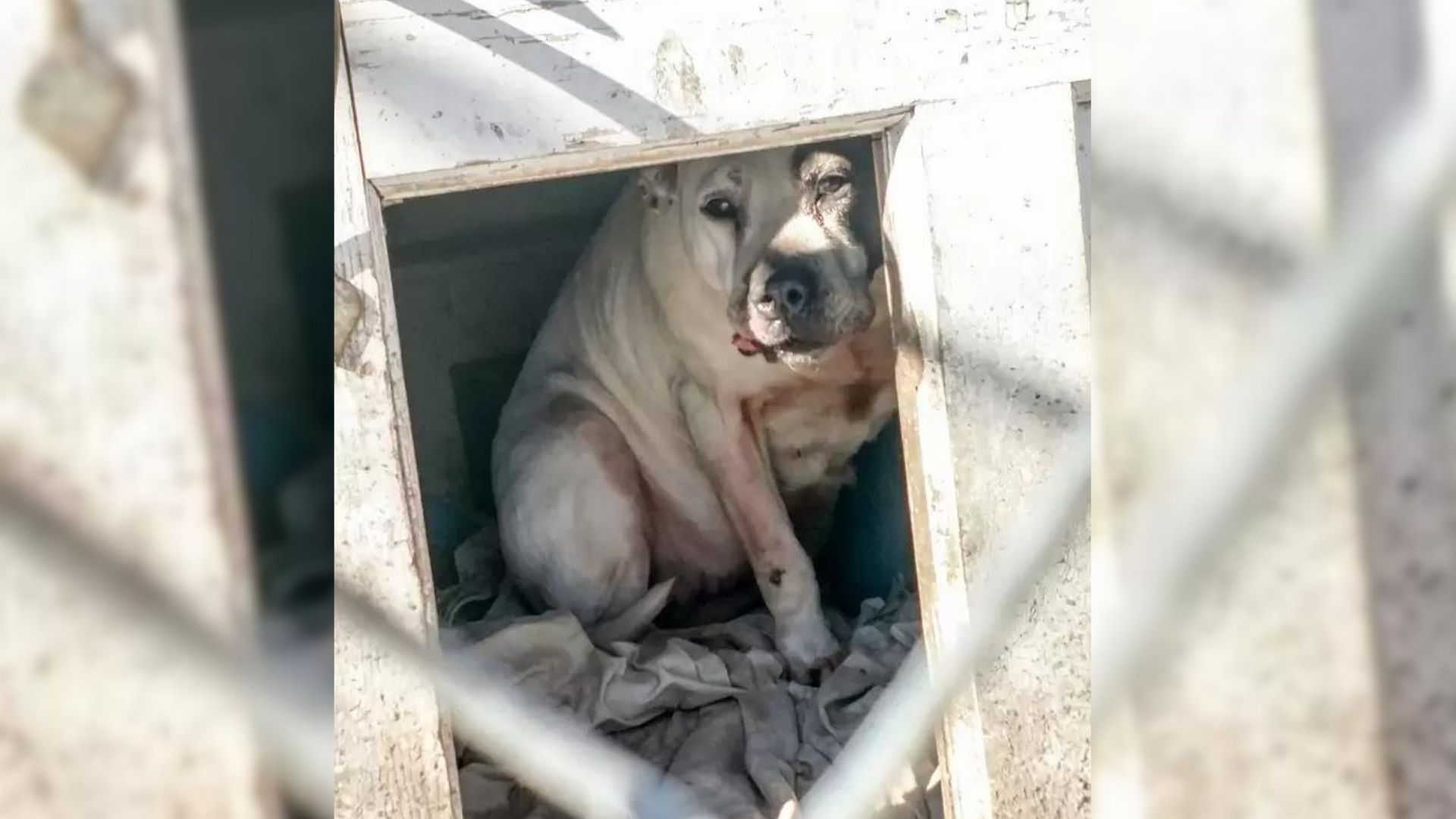 Family In Pennsylvania Moves To A New Place, Leaving Their Dog In An Old Home