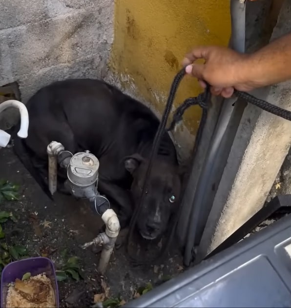 scared dog looking at the leash