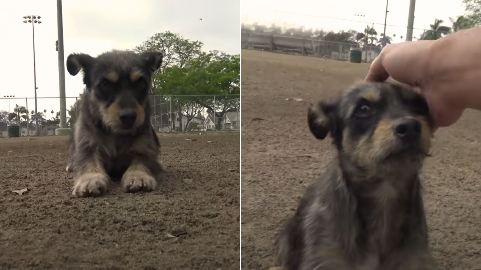 After Months Of Living On The Street, This Fearful Dog Finally Learns What Love Feels Like