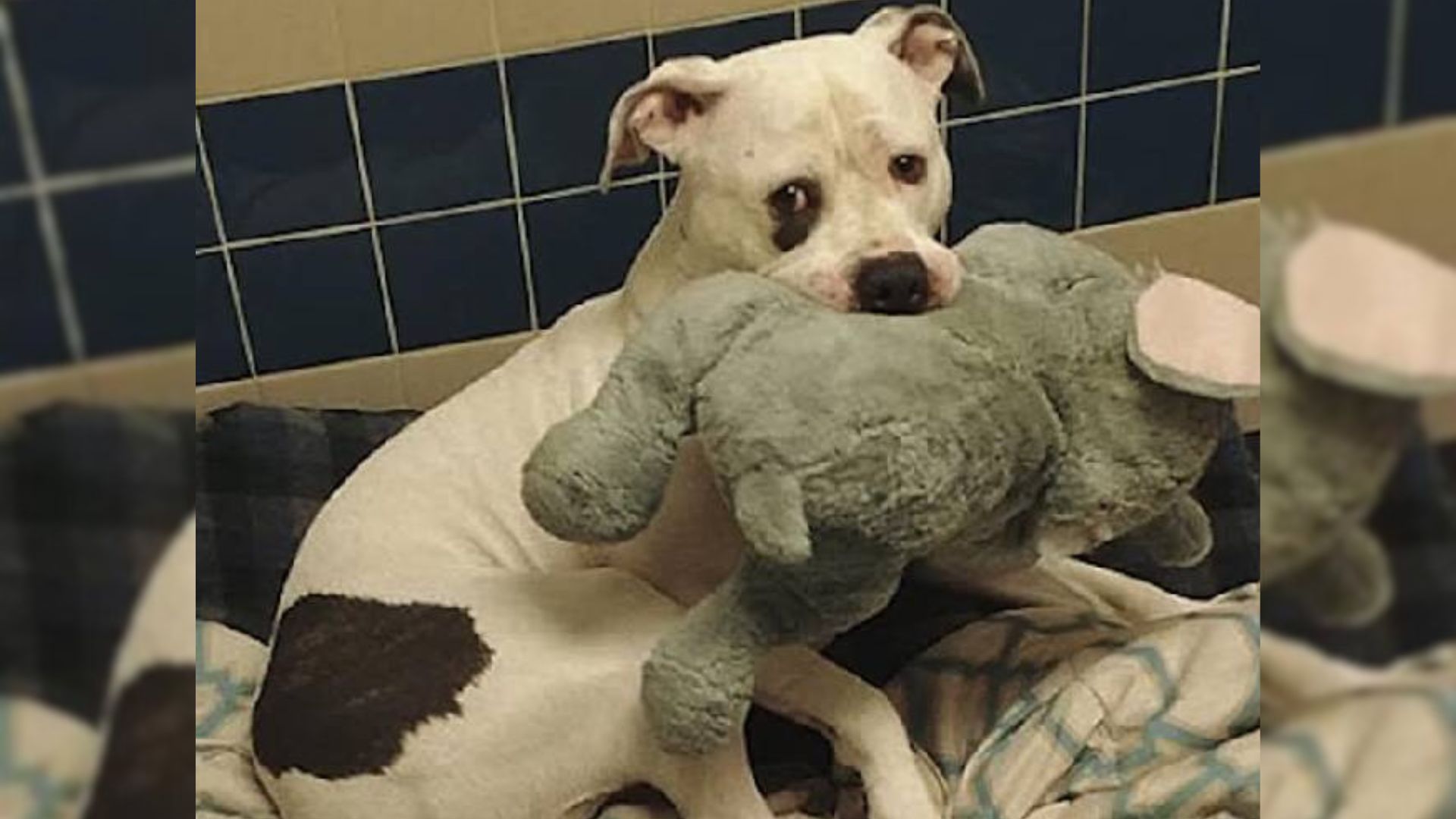 A Dog Who Was Almost Euthanized Couldn’t Stop Hugging His Stuffed Animal