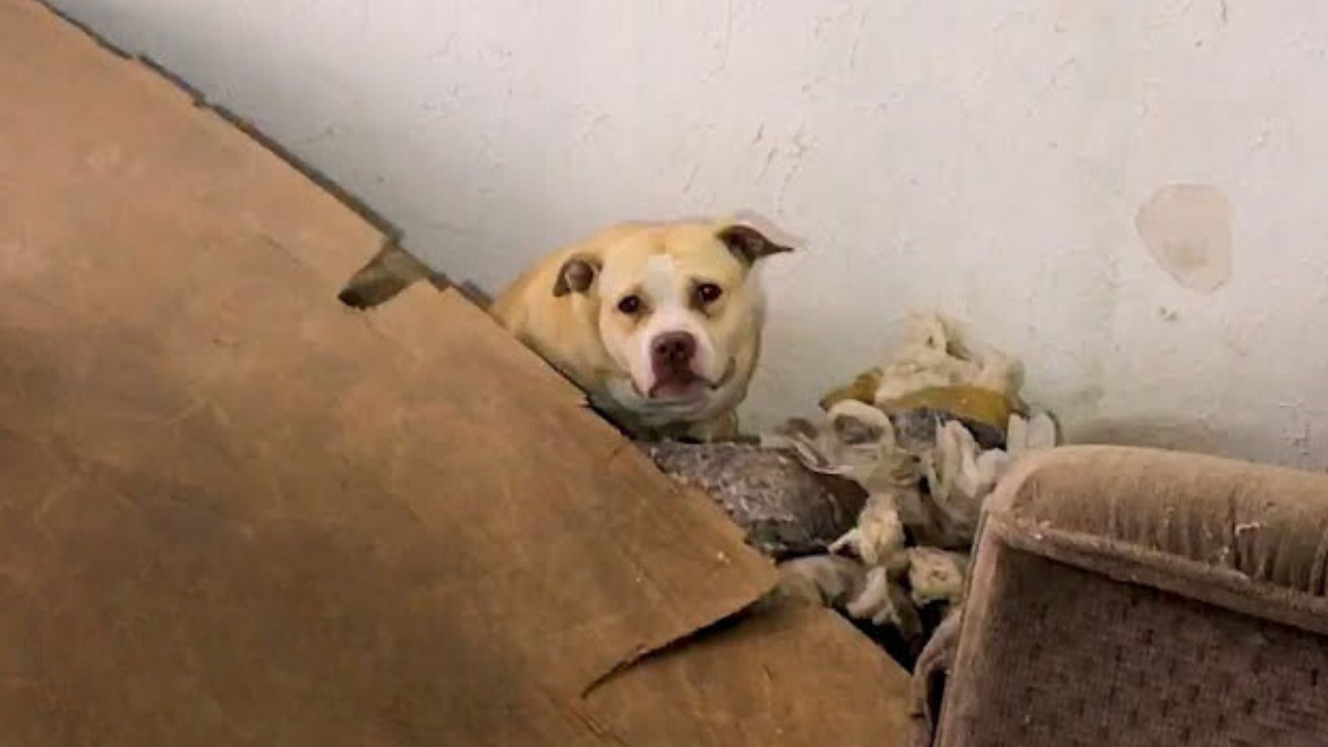 Stray Pittie Rescued From An Old, Abandoned House Is Now The Sweetest Girl