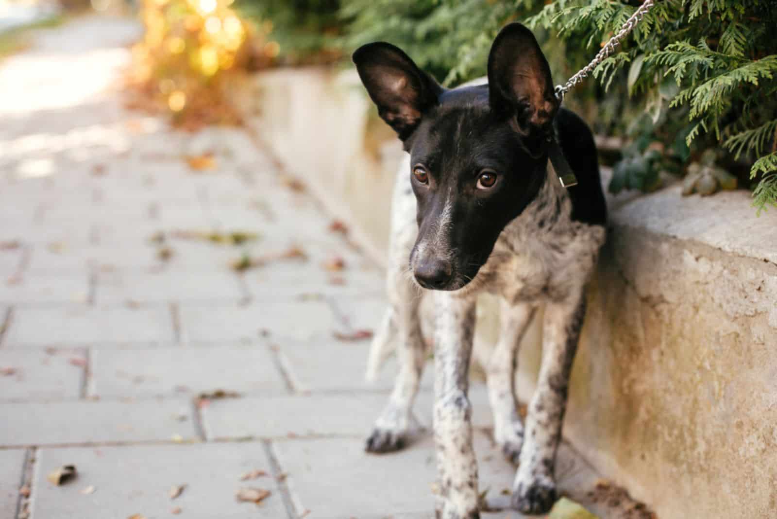 scared dog walking on a sidewalk