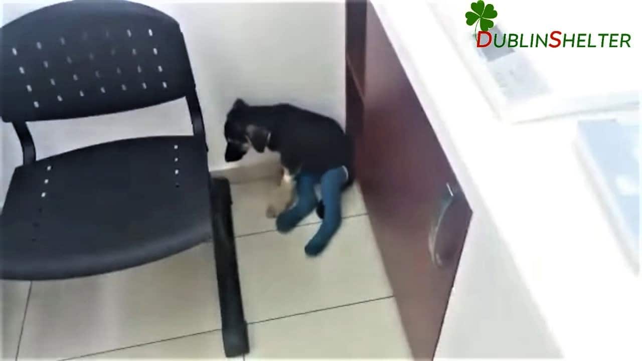 scared injured puppy