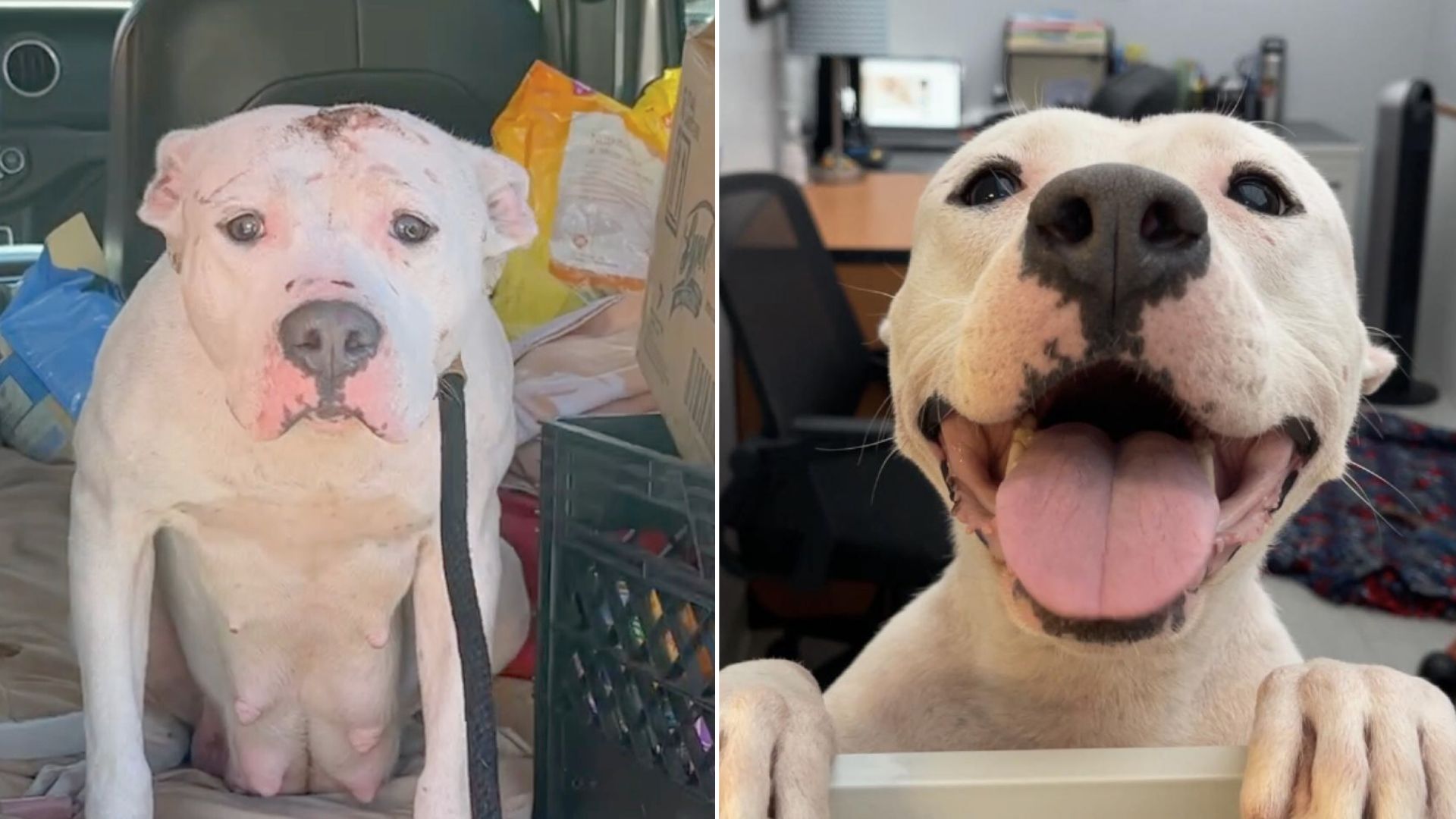 Scared Mom Dog Found With Her 4 Pups In An Abandoned Backyard Now She Has The Sweetest Smile