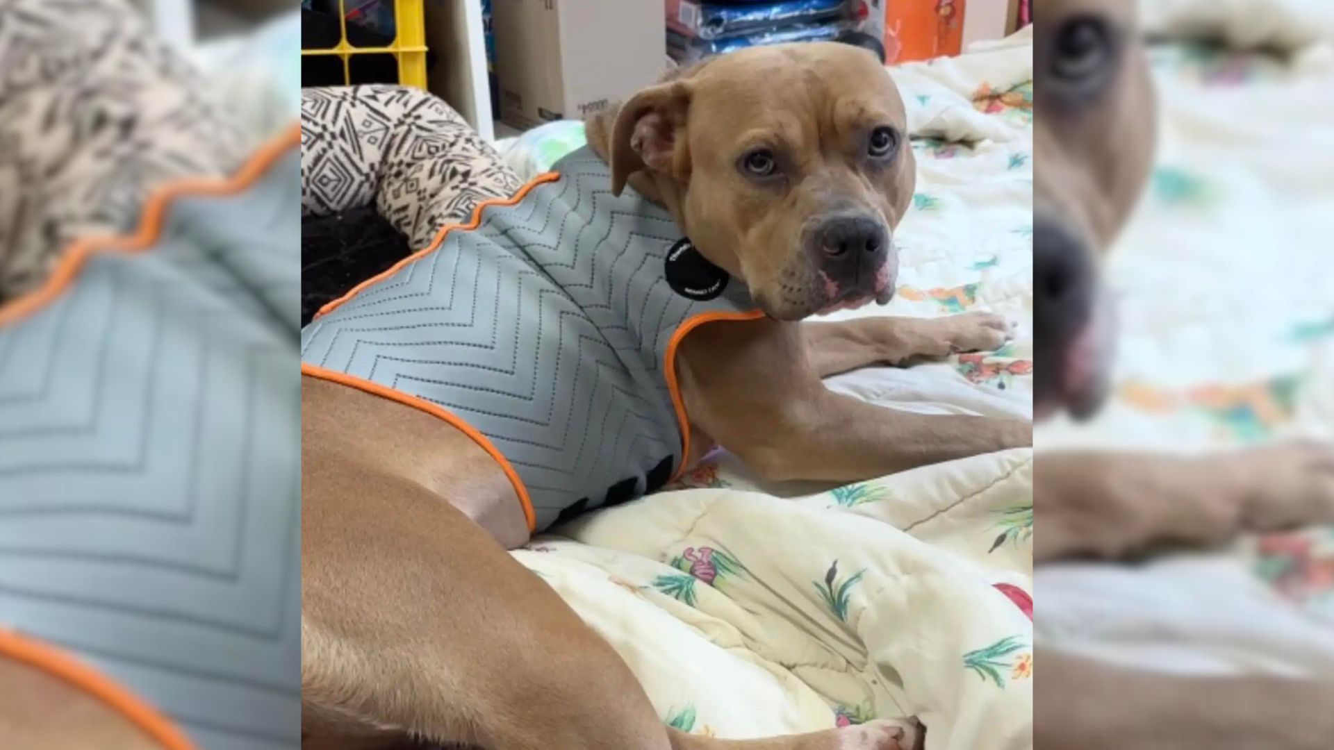 Scared Pittie Was So Afraid To Leave Her Kennel Until The Rescuers Helped Her In A Creative Way