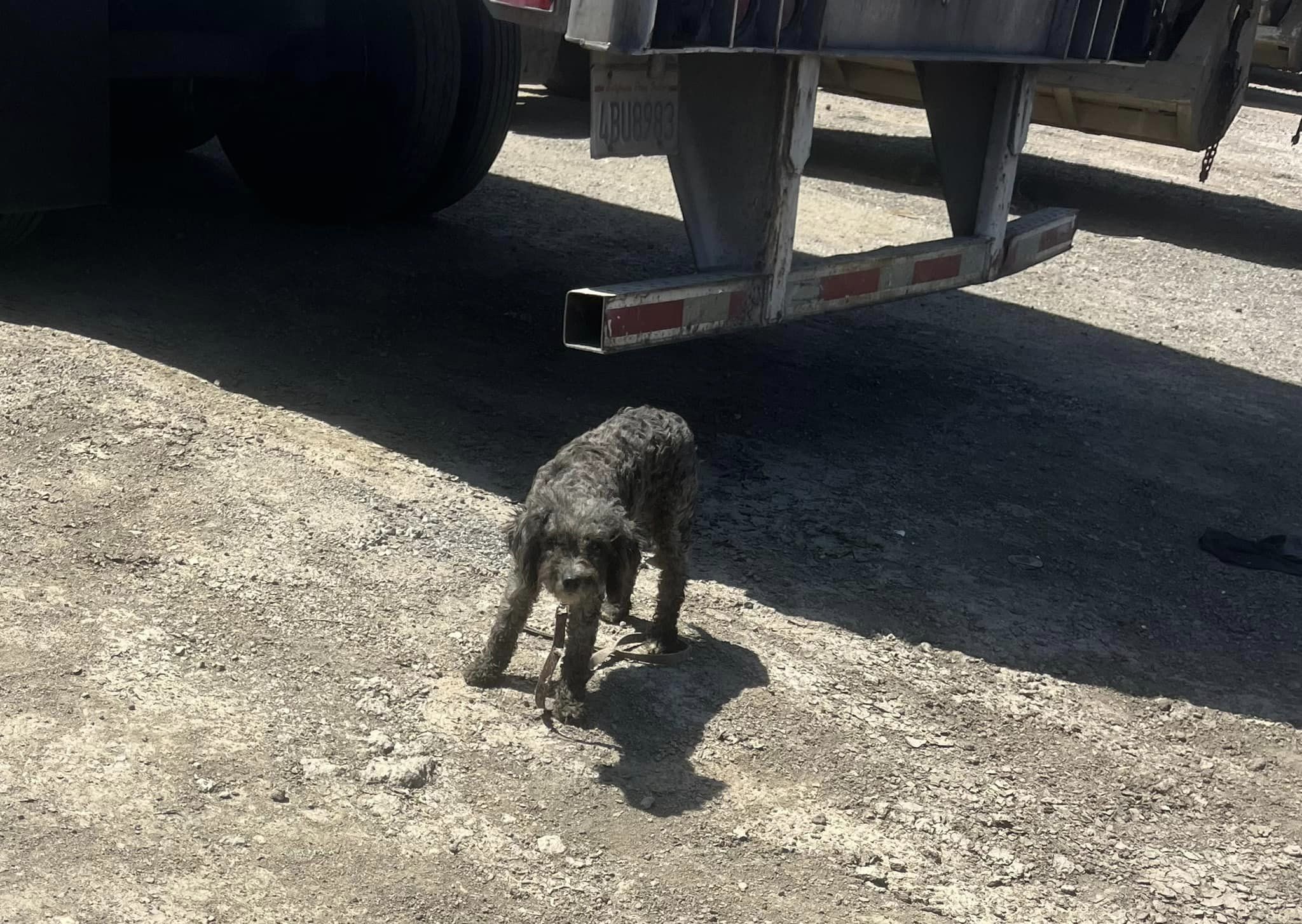 scared pup looking at the camera