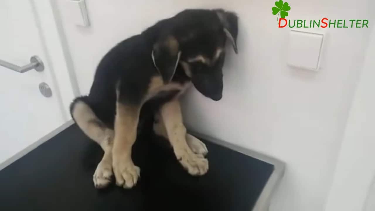 scared puppy by the wall