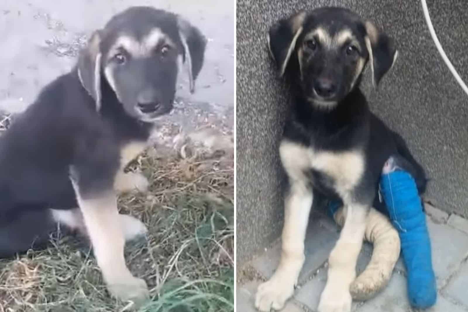 Woman Finds A Tiny Pup Dragging Its Broken Legs Across The Grass And Decides To Help