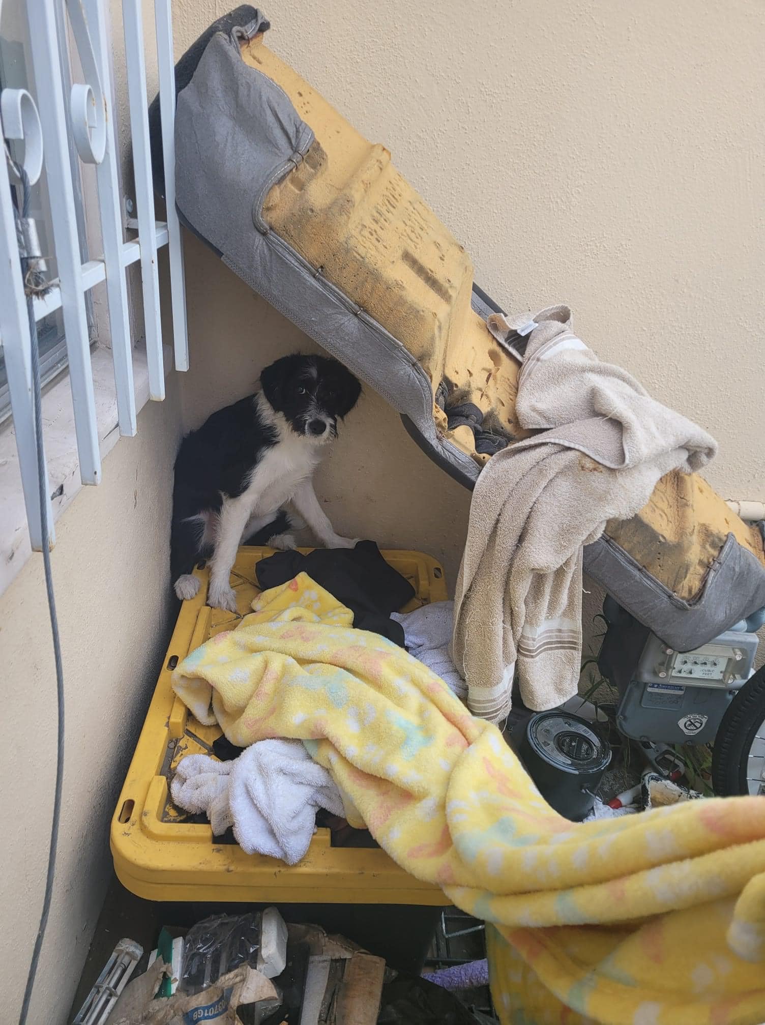 scared puppy sitting in a corner