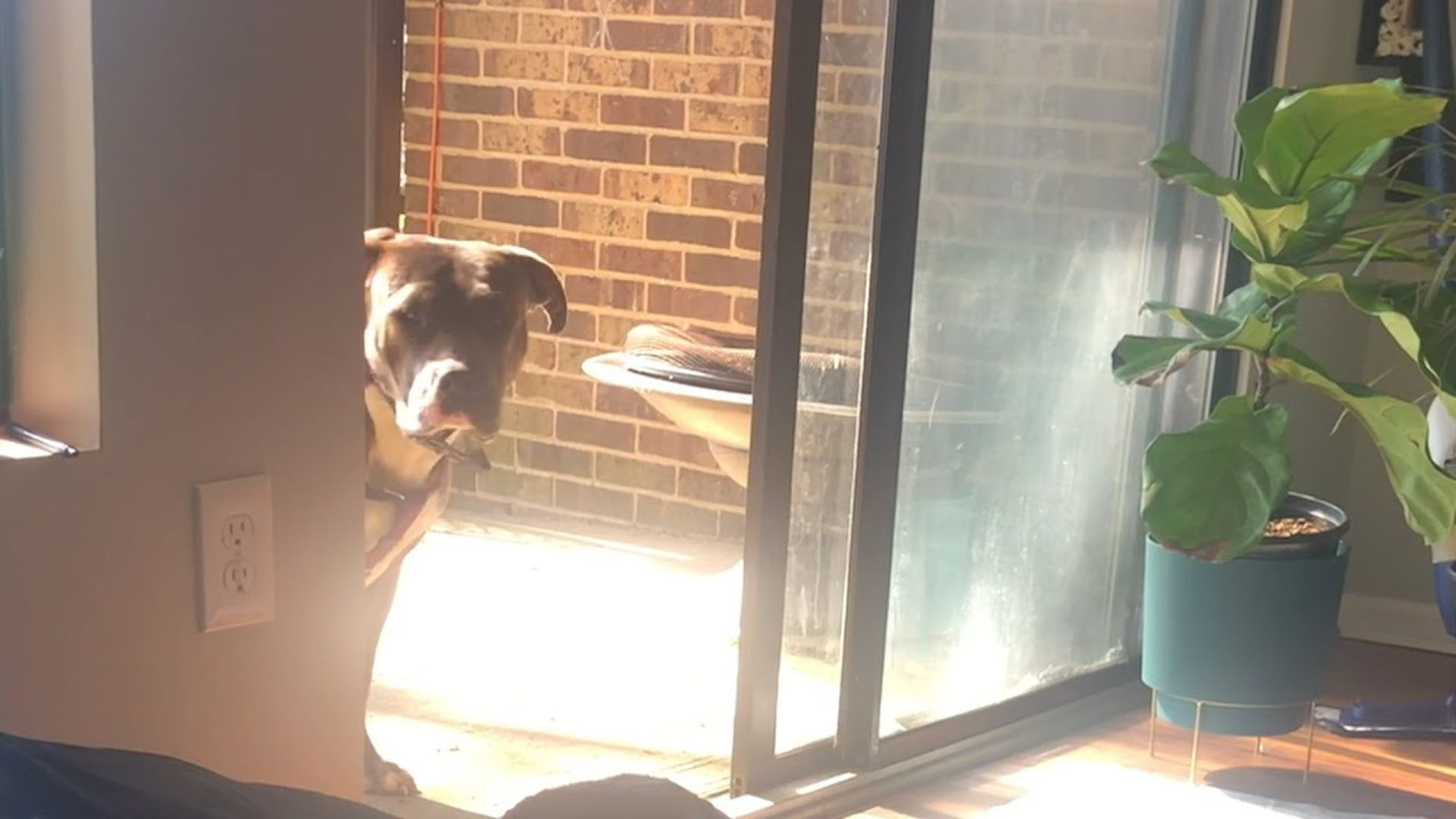 Scared Dog Spends Days In The Back Yard As She Is Too Afraid To Enter Her Foster Home