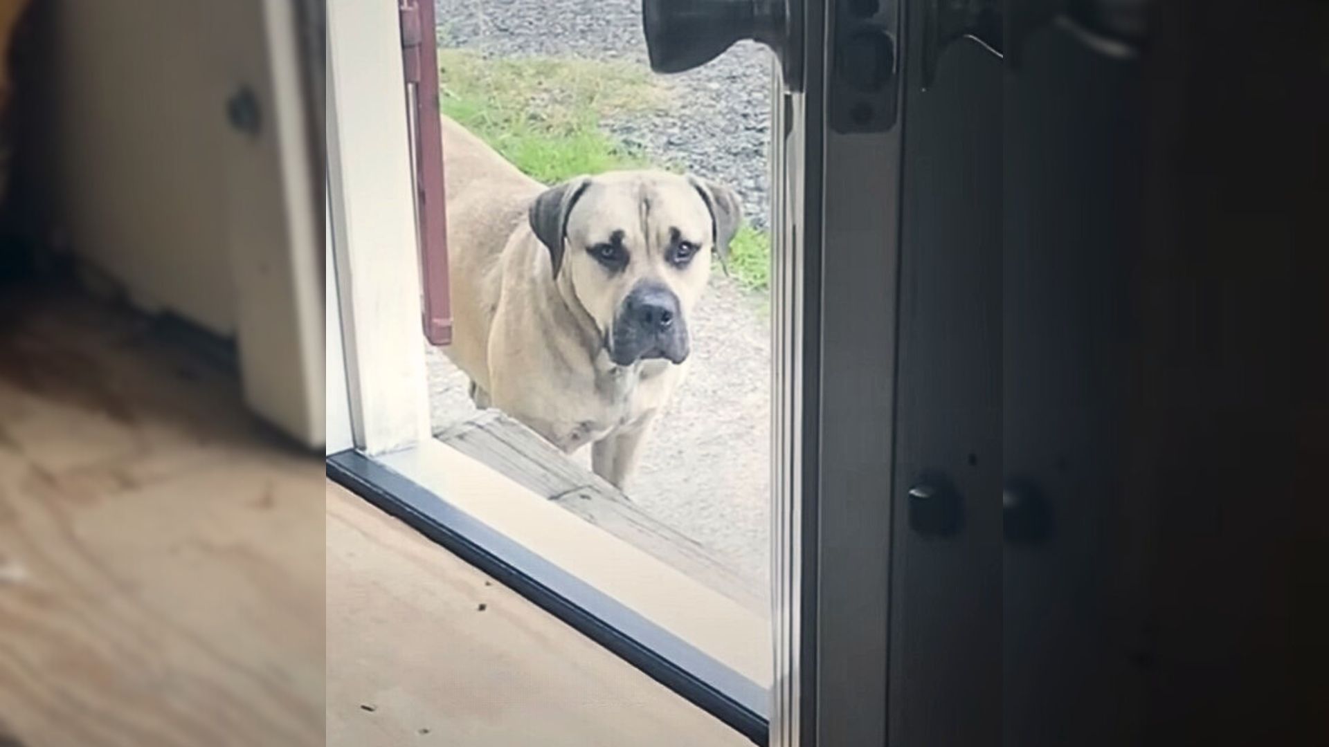 A Scared Dog Didn’t Want To Enter Inside A House Until His Rescuer Showed Him That He Is Safe