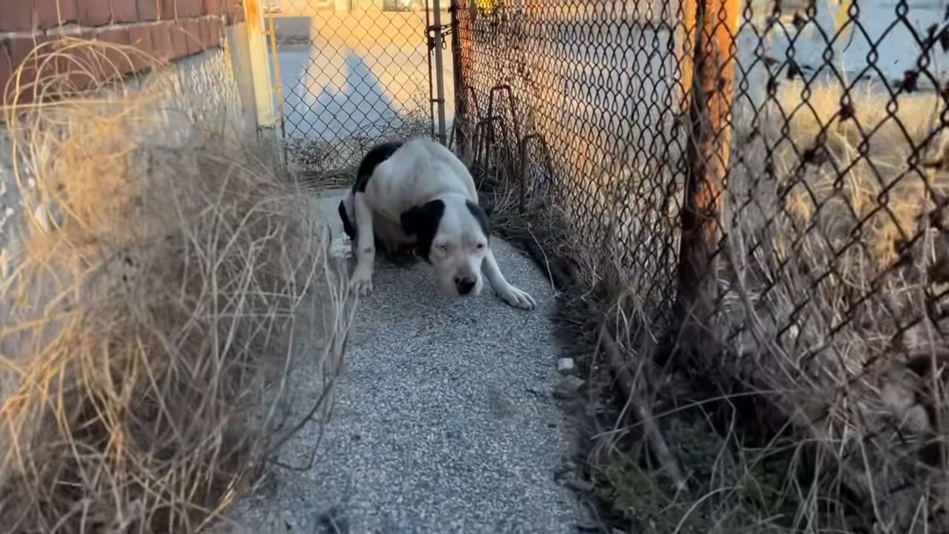 Frightened Pup Finally Learned What Love Feels Like After Hugging Her Amazing Rescuer