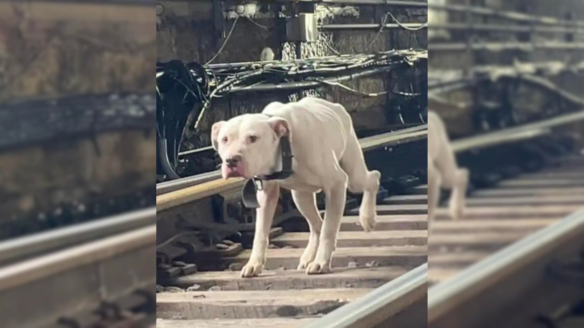 Scared Stray Pup Was Running Along The Railroad Tracks, Hoping That A Kind Soul Will Rescue Him