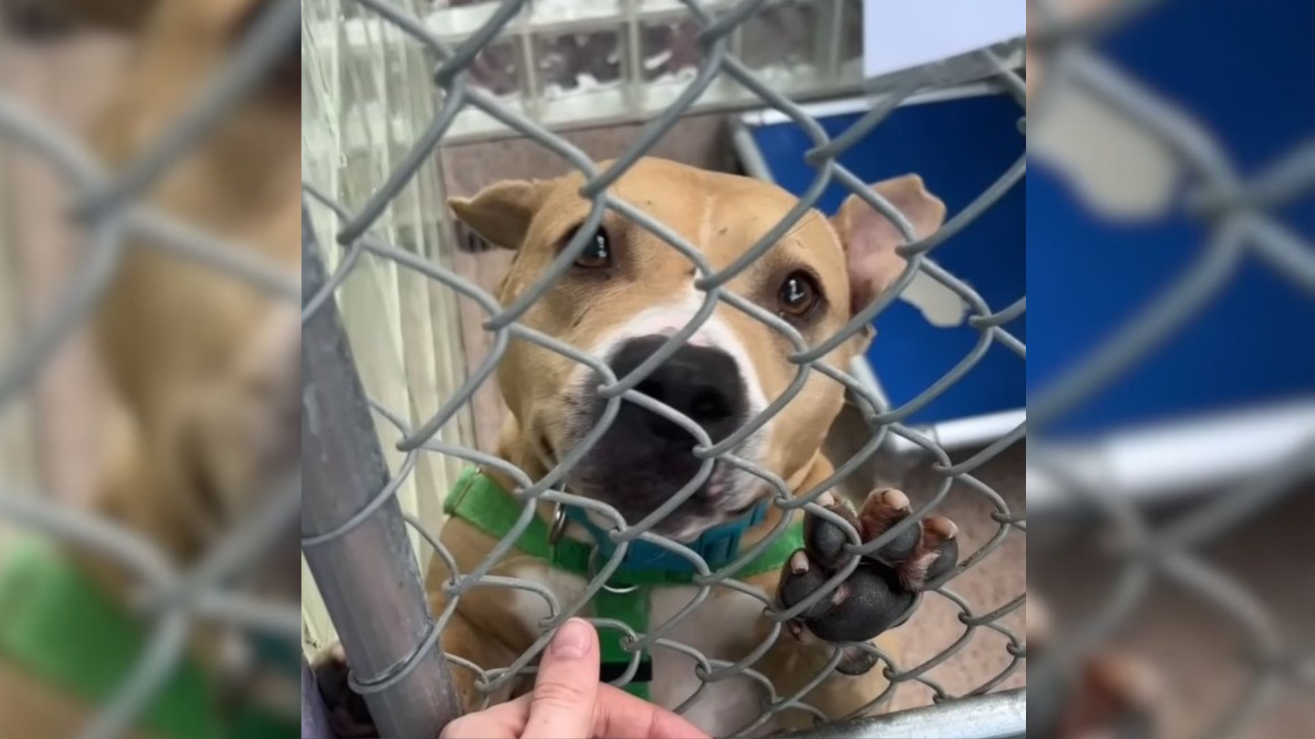 Rescuers From Pennsylvania Gave A “Scary” Shelter Dog A Small Toy And His Reaction Is Just Heartwarming 