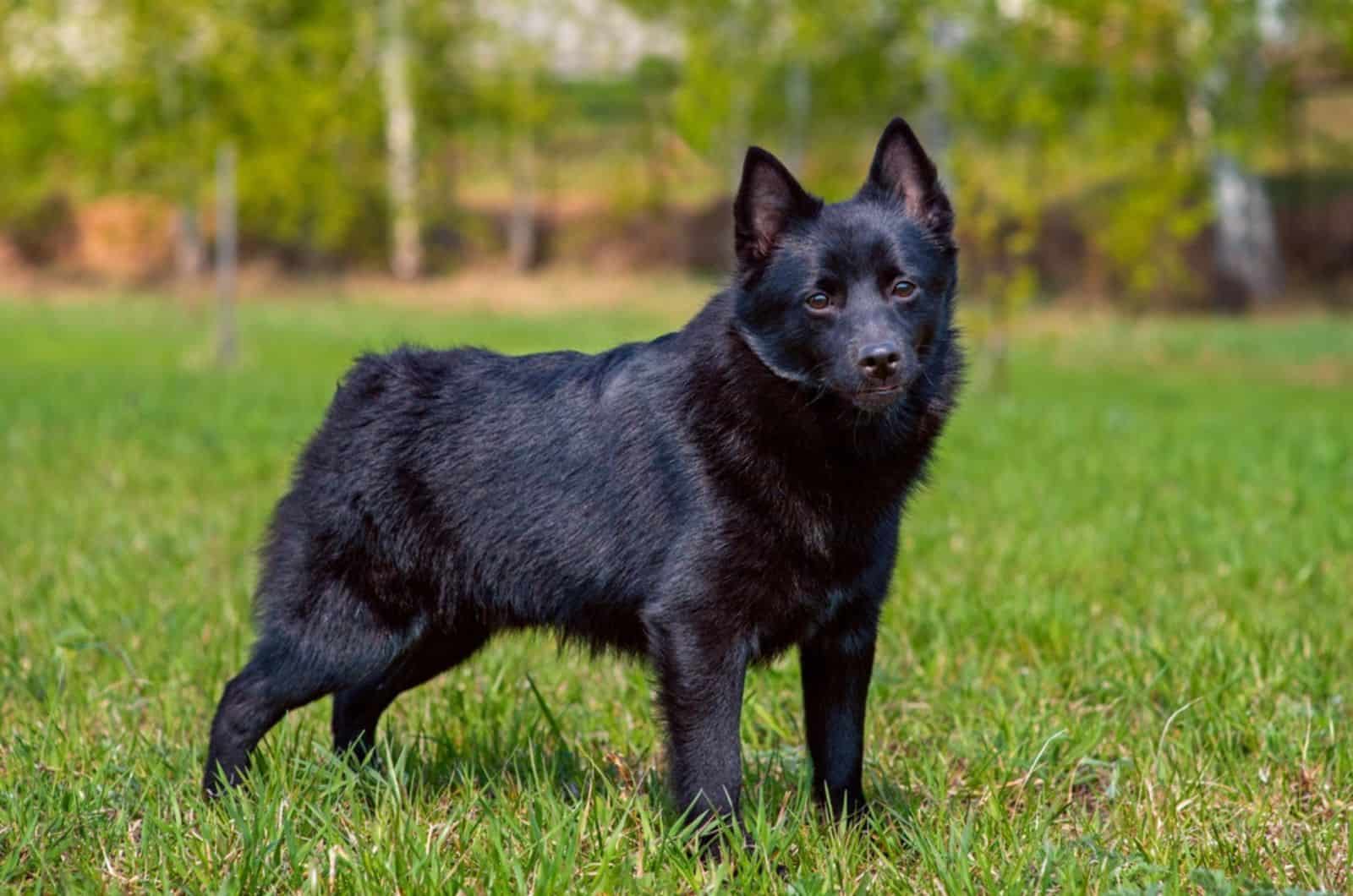 schipperke dog in the park