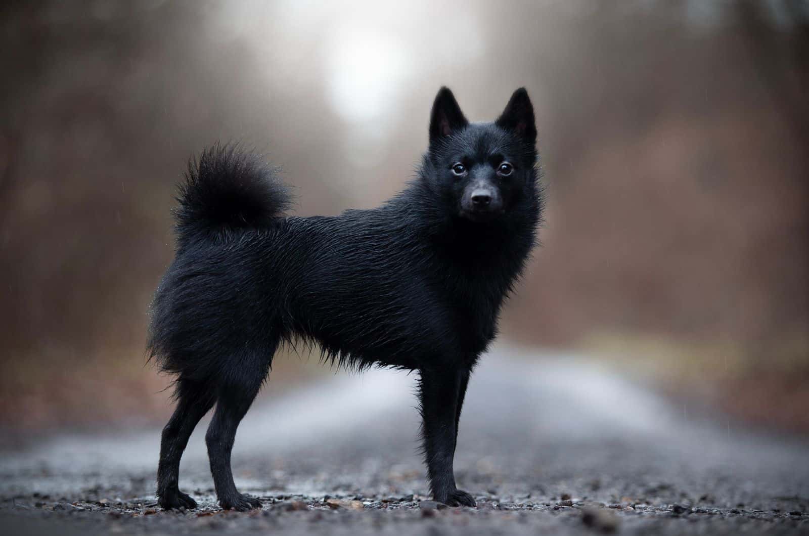 Schipperke standing outside