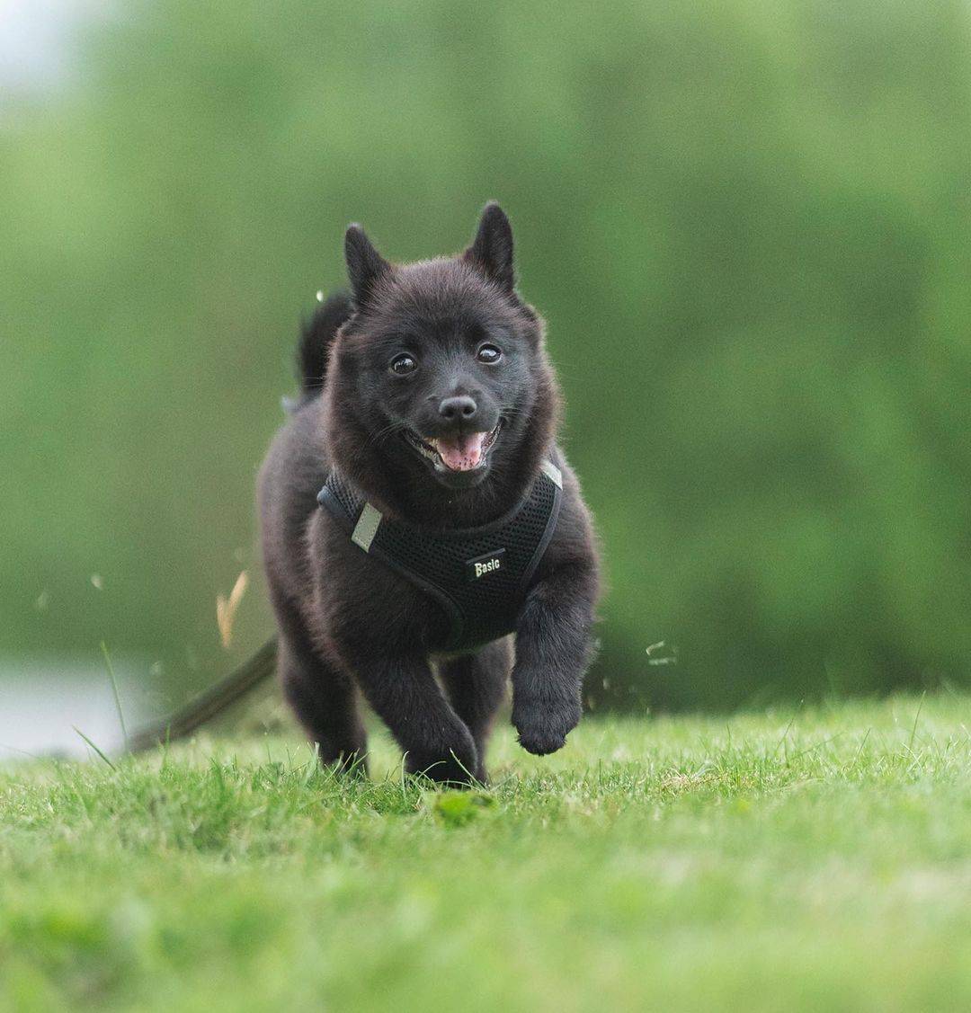 Schipperke