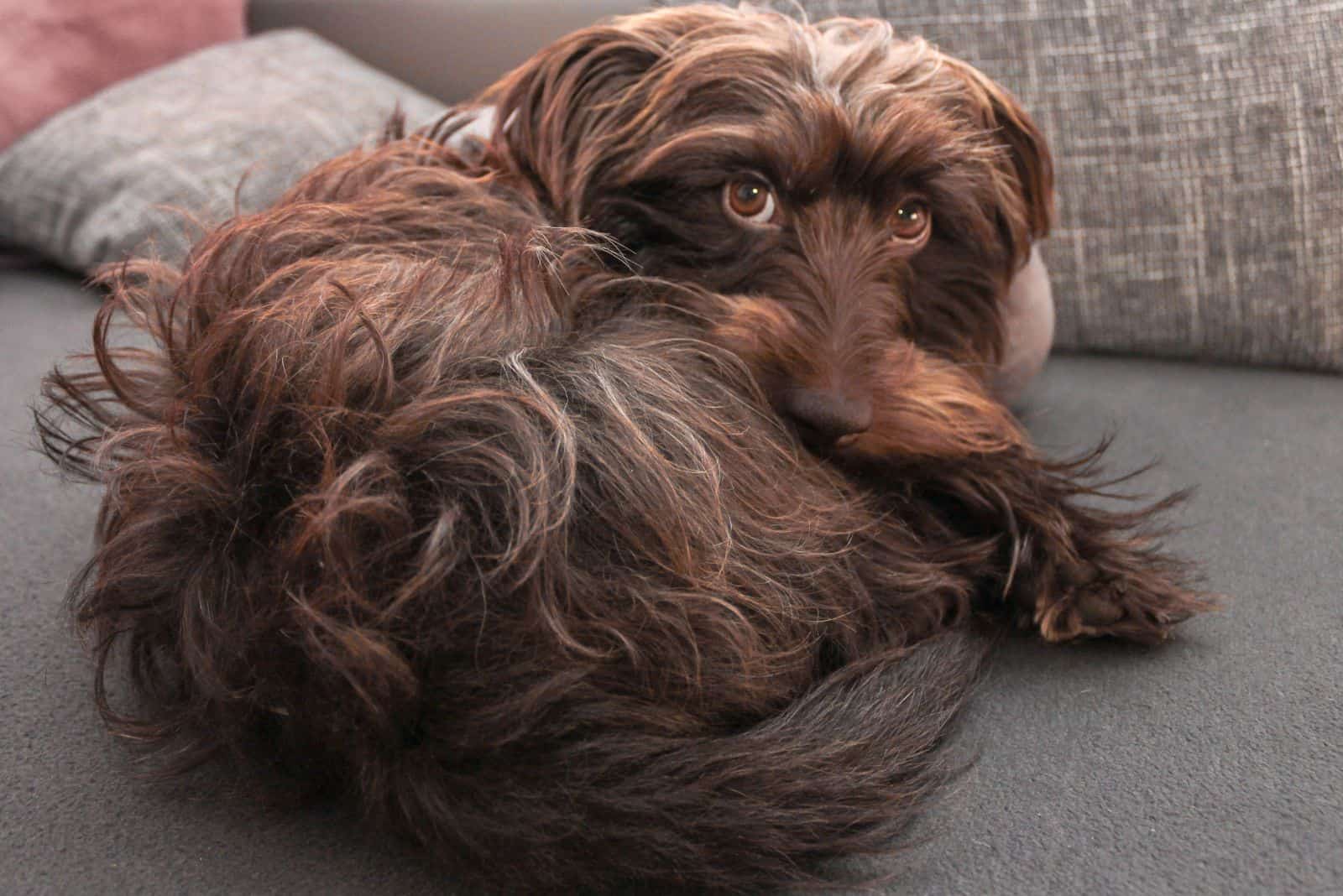 Schnauzer Dachshund Mix is lying on the couch