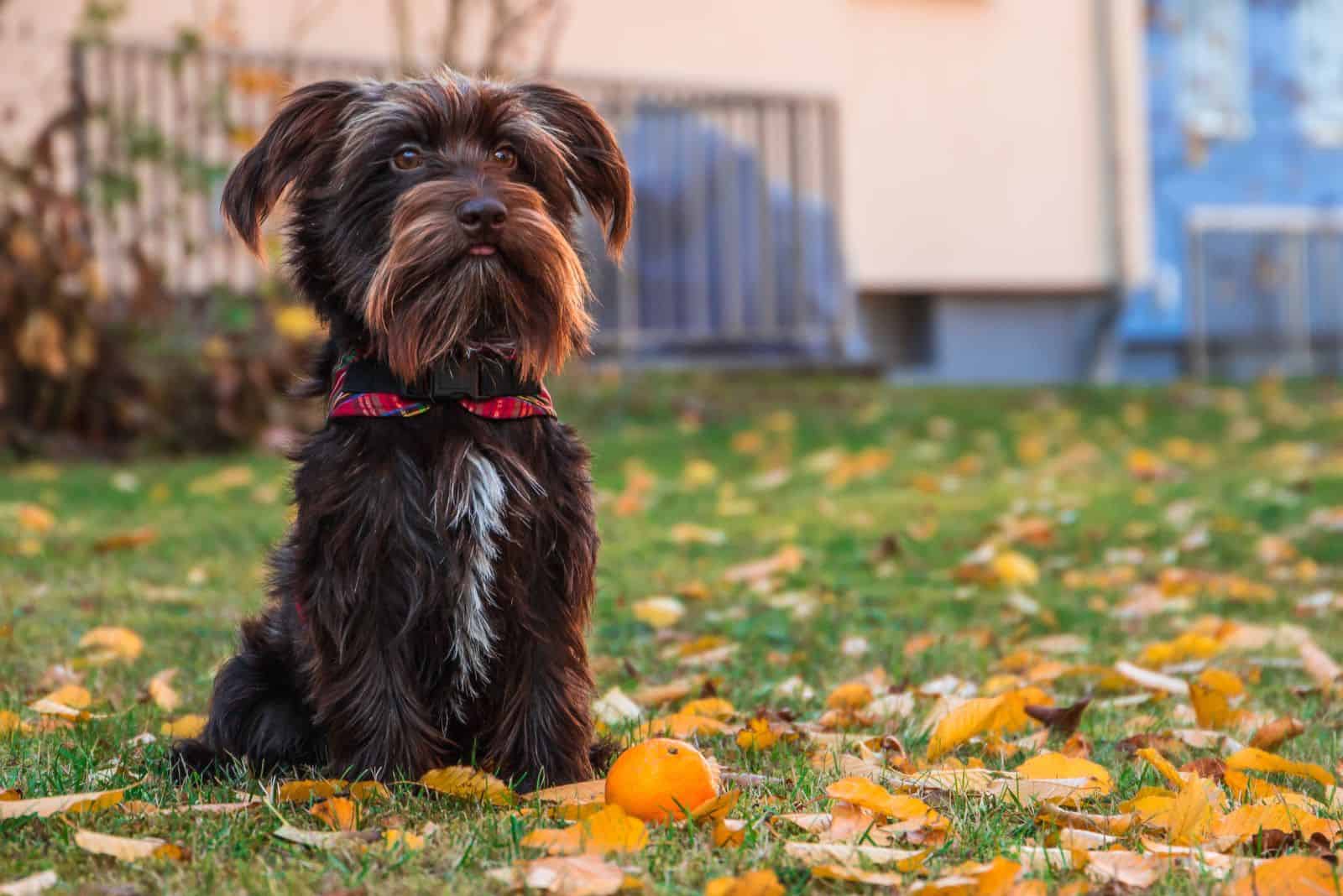 Schnauzer Dachshund mix sits in the park next to a tangerine