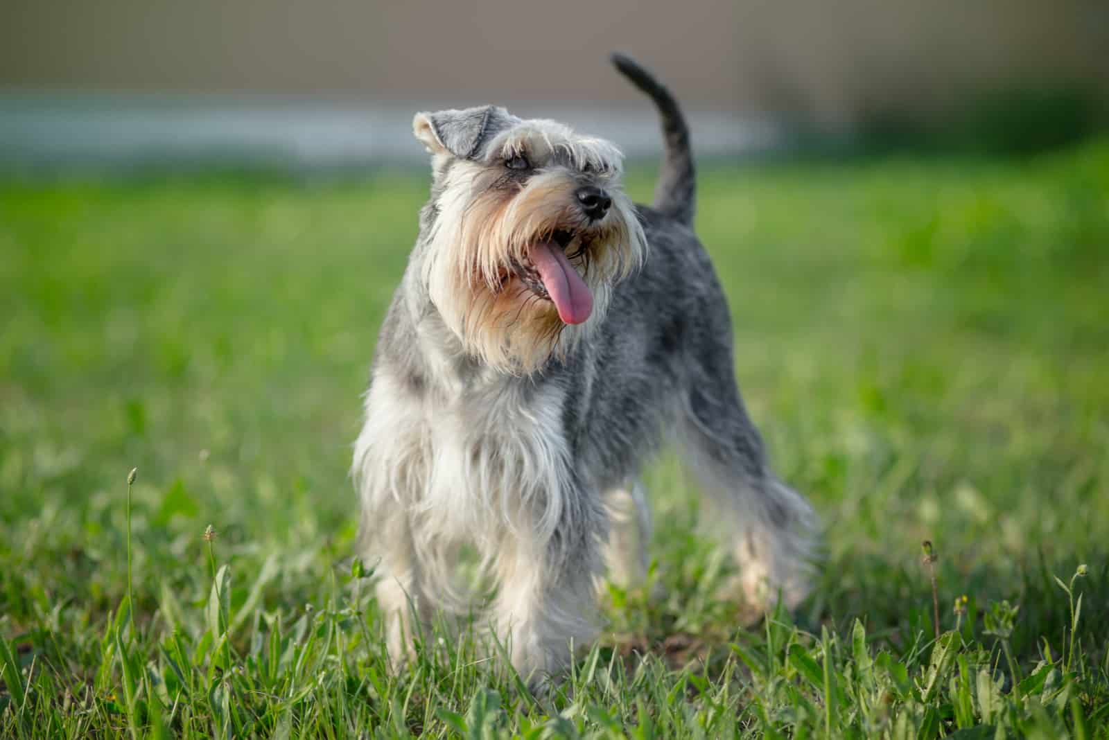 schnauzer dog outdoors