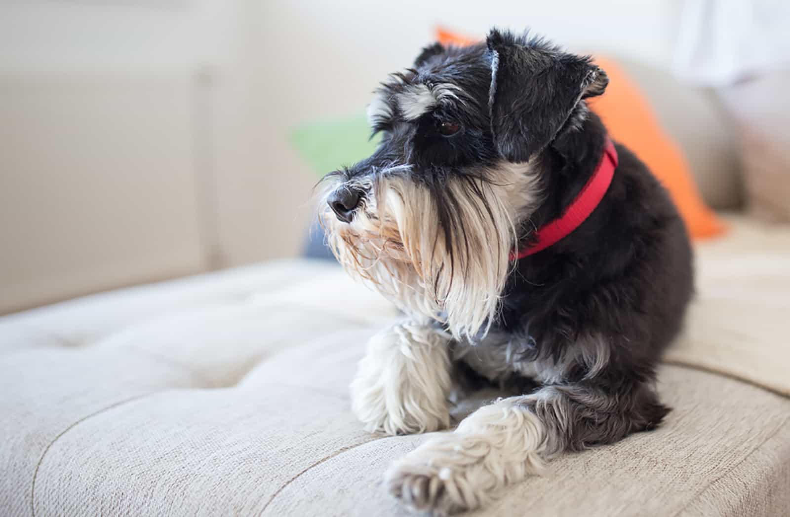 schnauzer laying on sofa in living room