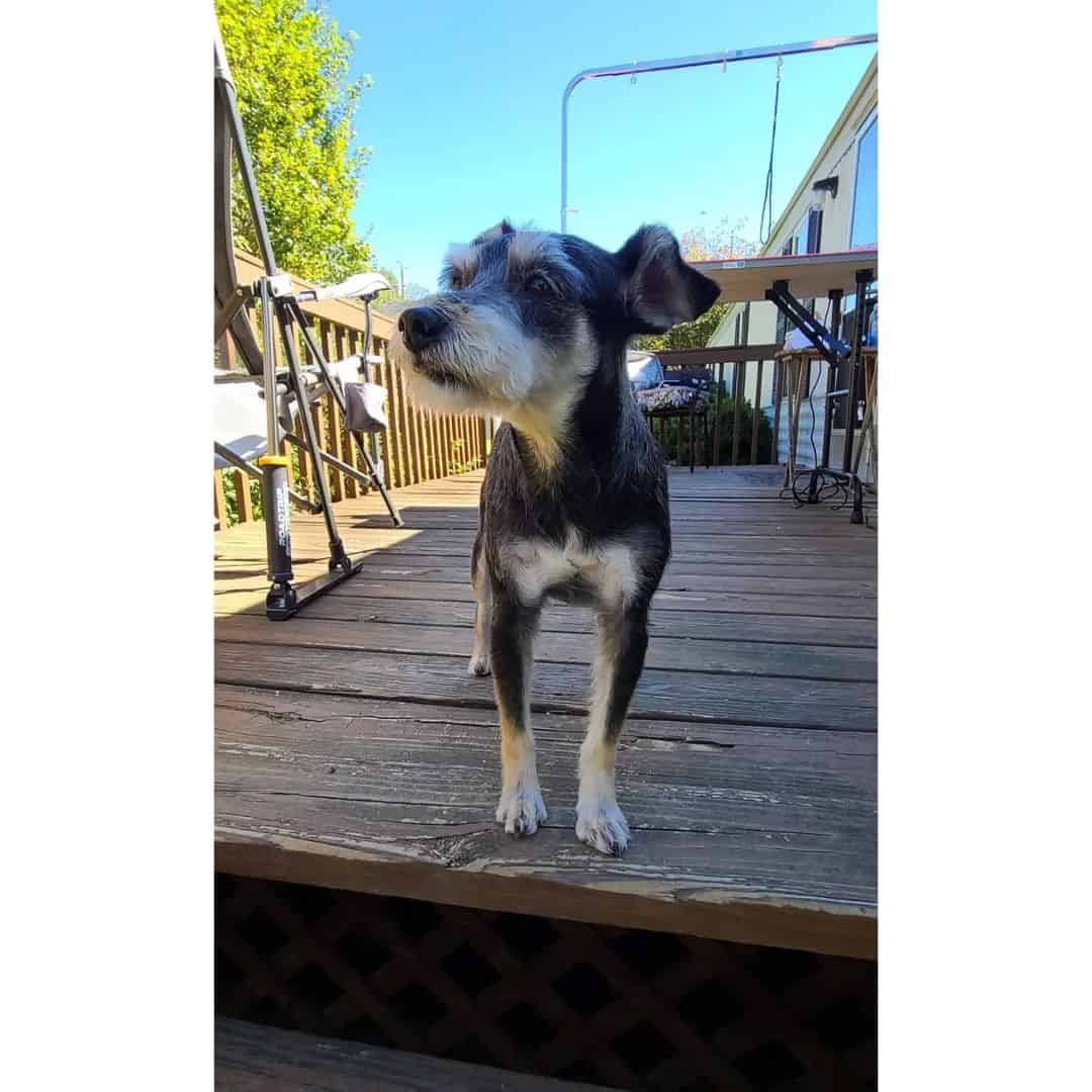 schnauzer terrier mix after grooming