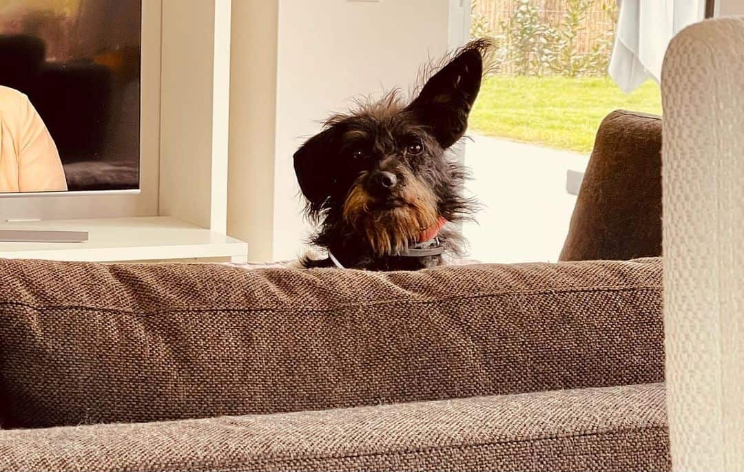 schnauzer terrier mix resting on couch