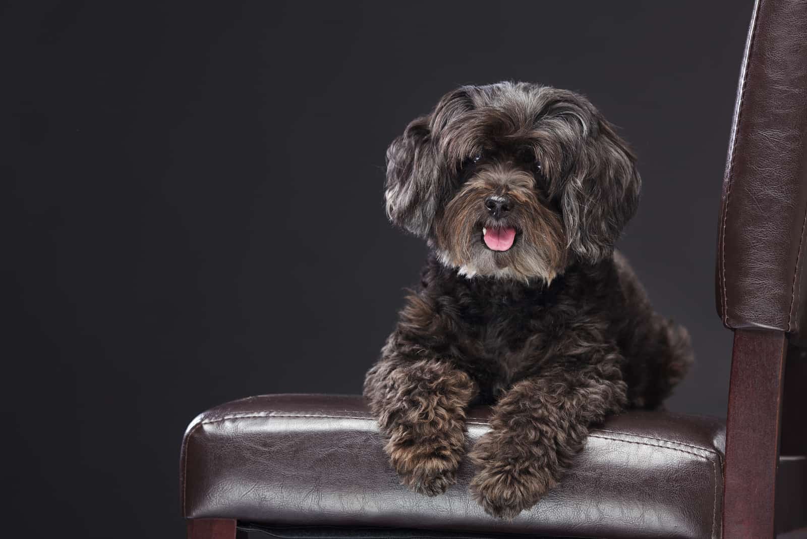 Schnoodle posing for camera