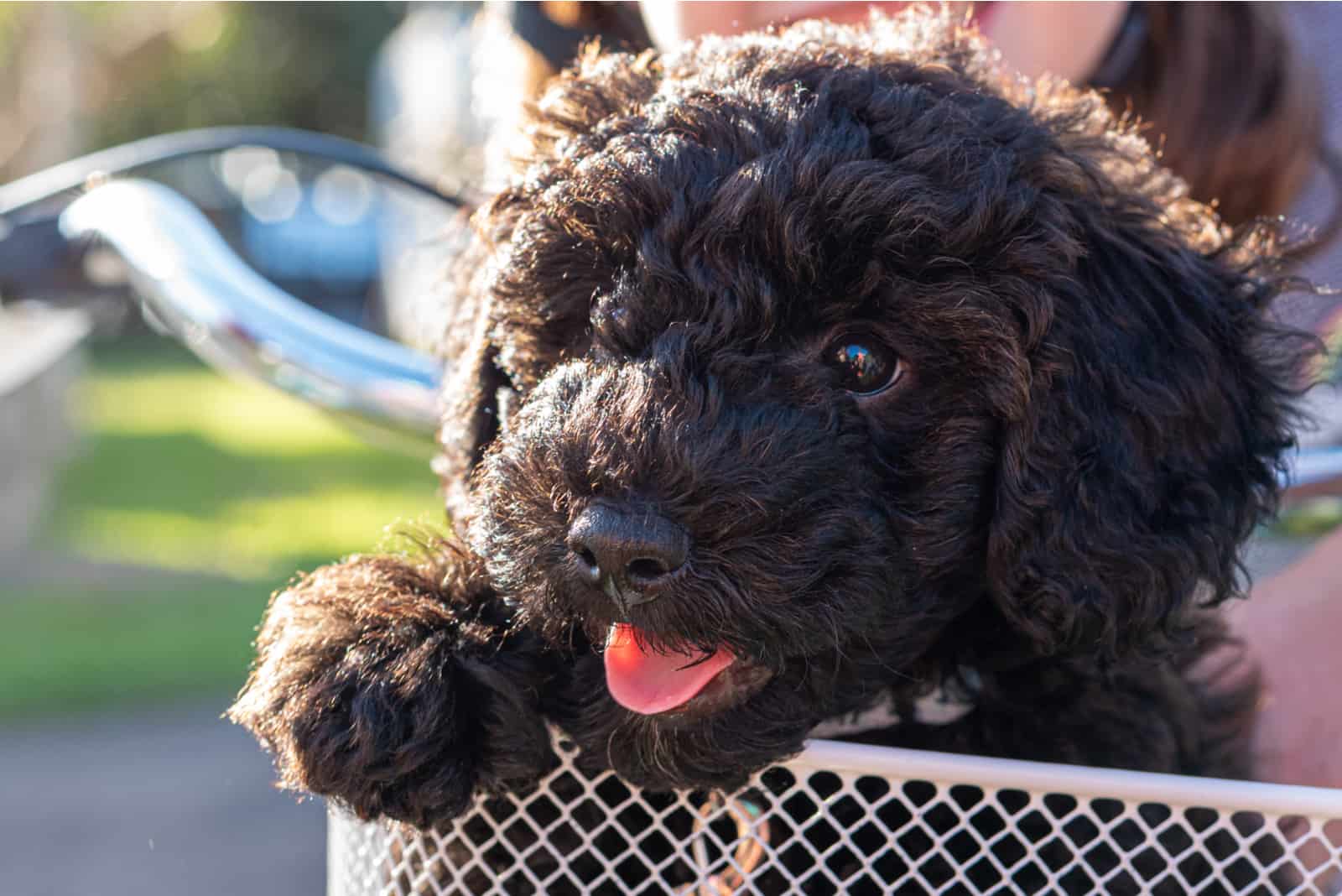 schnoodle puppy