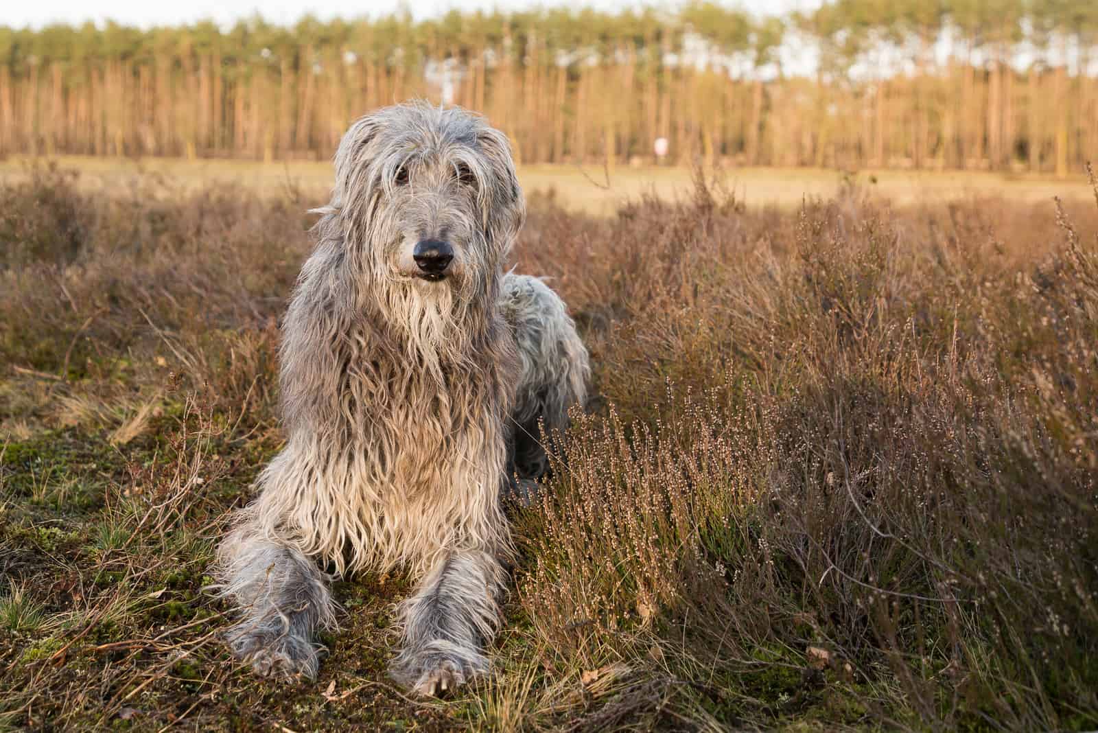 scottish deerhound (dog) in the sunset