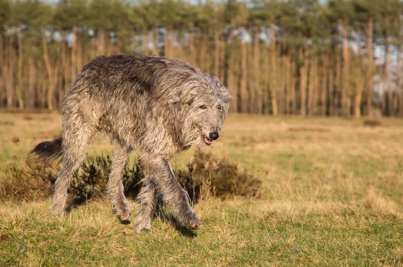 scottish deerhound in nature