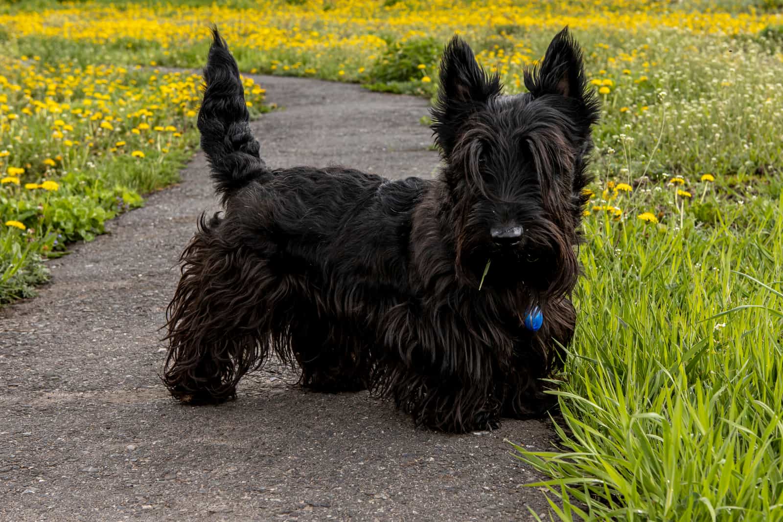 Scottish Terrier