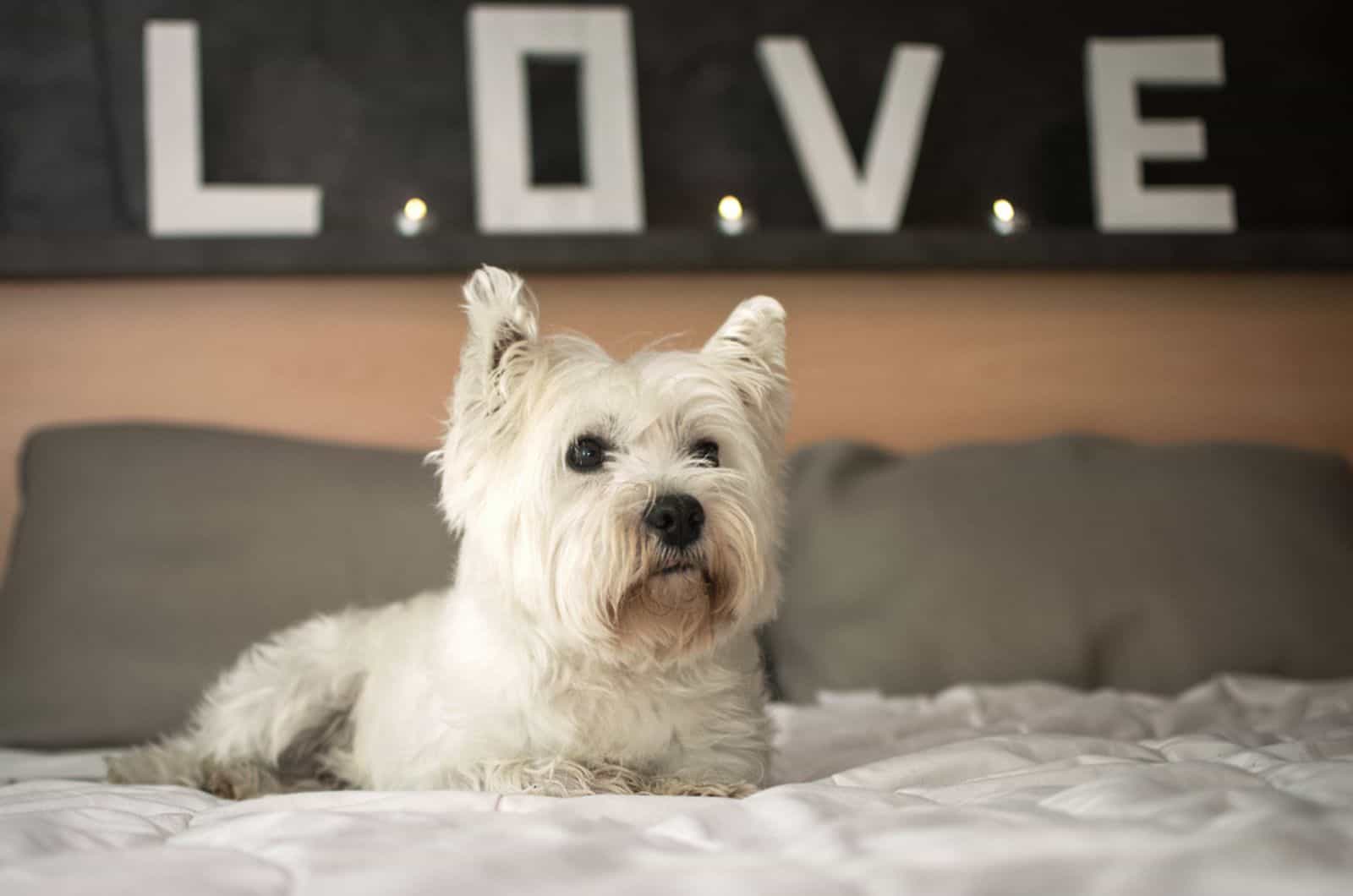 scottish terrier lying on the bed