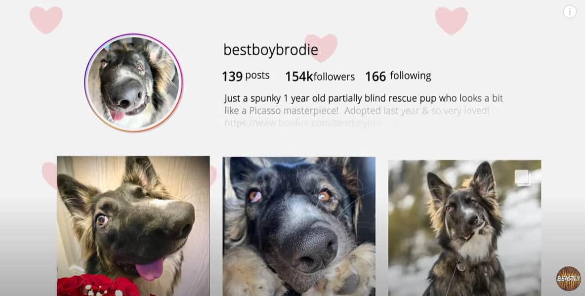 screenshot of brodie's instagram profile