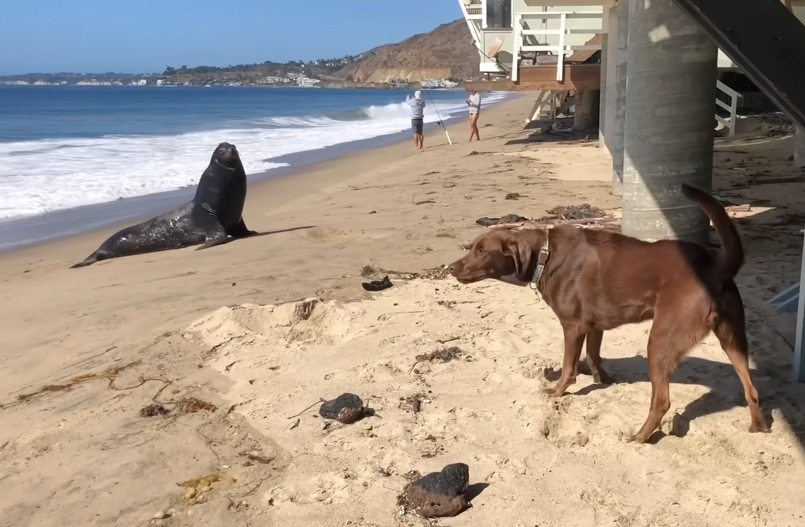 sea lion and a dog on the beach