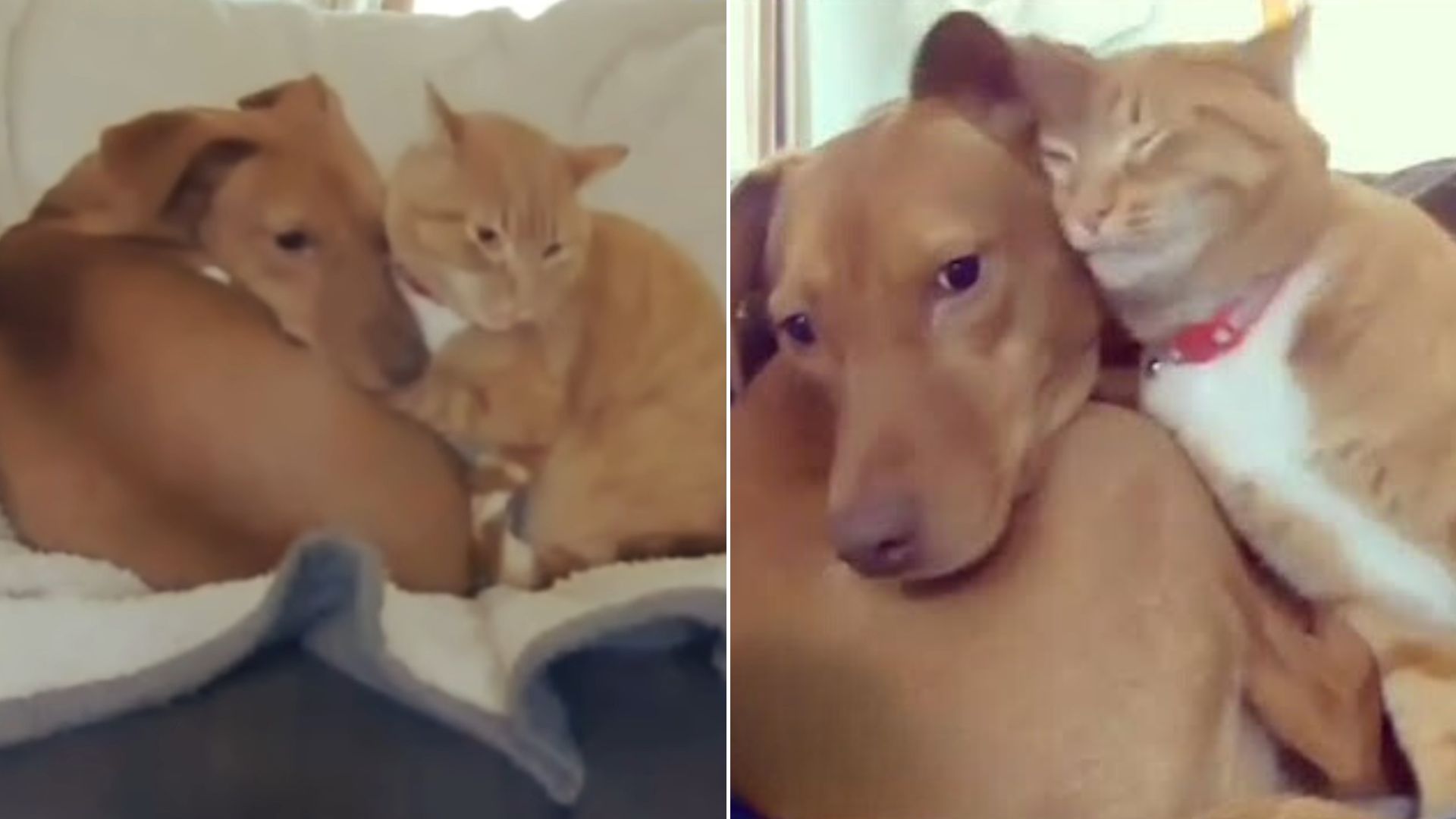 Secret Camera Reveals Cat That Comforts Anxious Dog When No One’s Watching