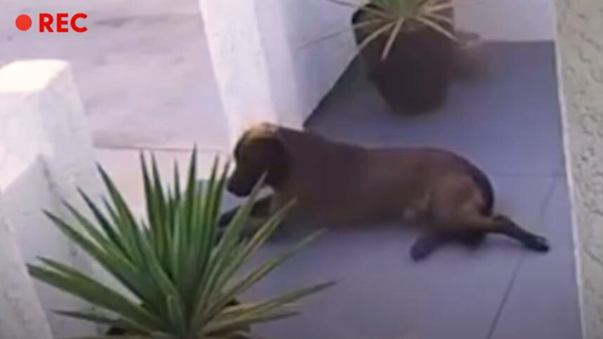 Woman Noticed A Stray Dog Sheltering At Her Doorstep And Decided To Take Him In