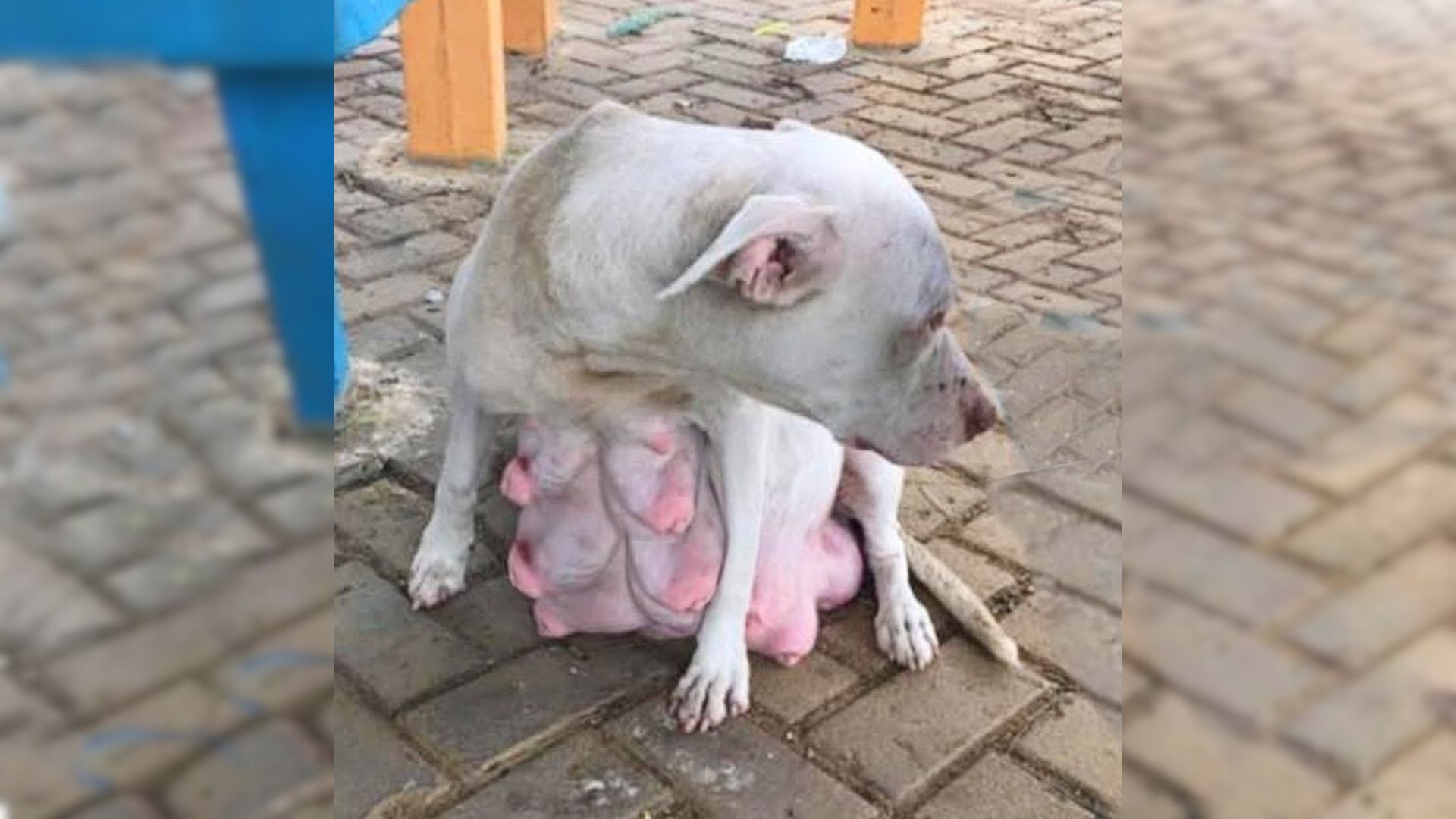 Camera Caught A Man Tying His Pregnant Dog To A Pole And Leaving Her There