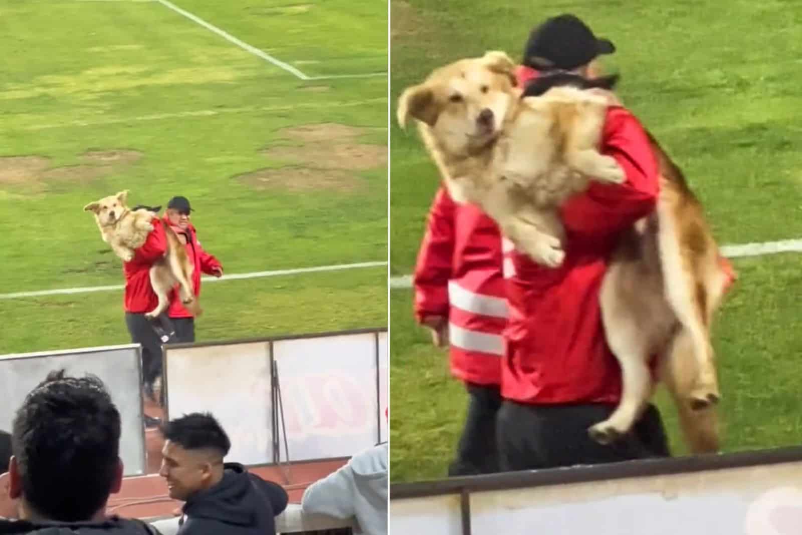 security carrying a dog on the pitch