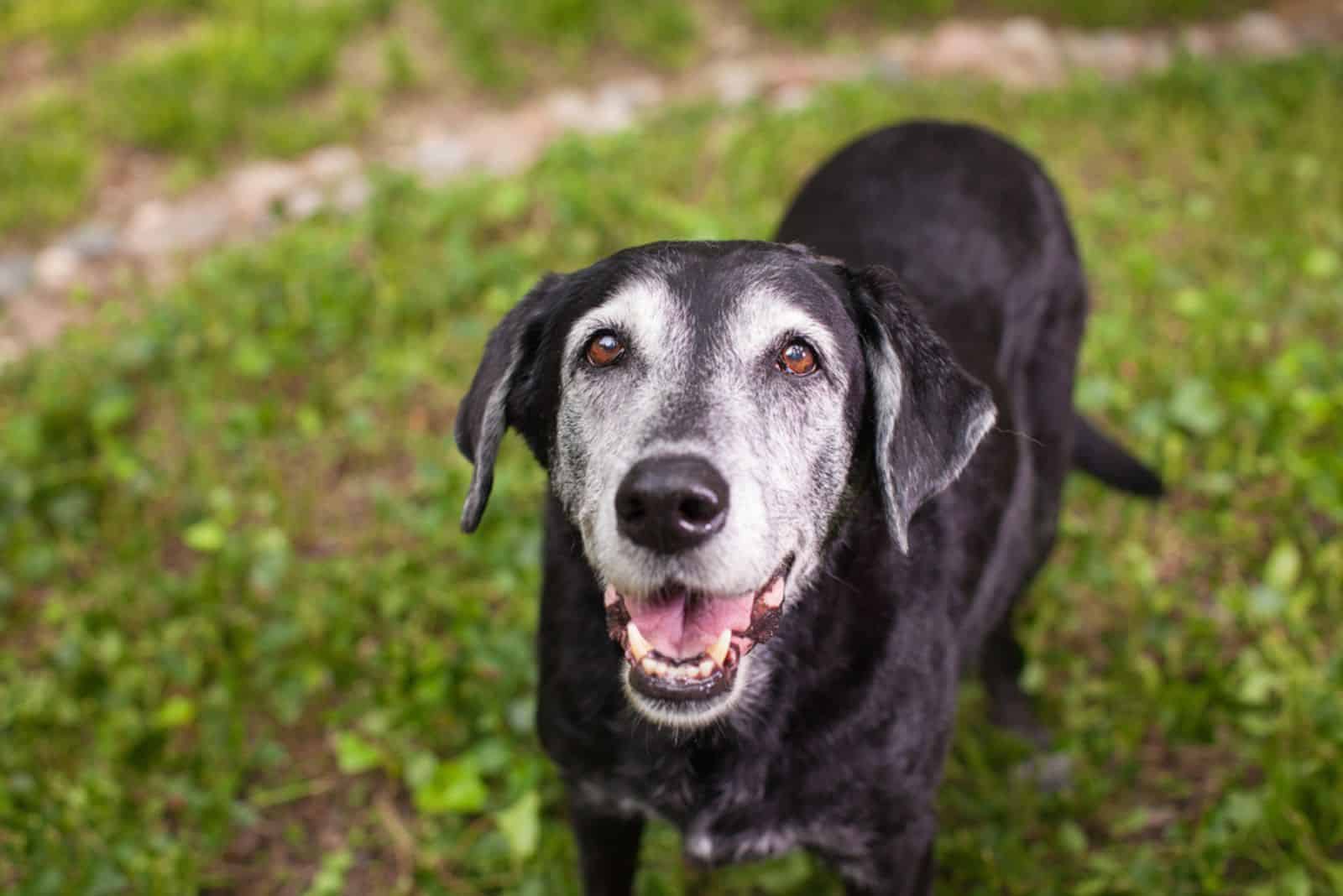 senior black labrador standing on the lawn