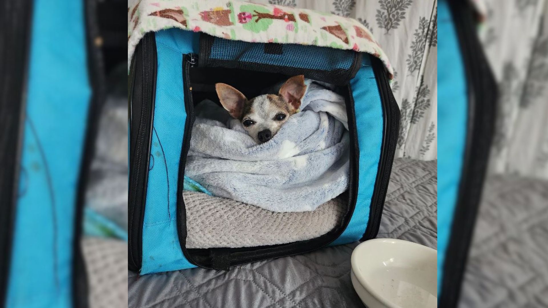 Family Surrendered Their Chihuahua To The Shelter After 3 Days Because ‘He Made The Other Dogs Jealous’