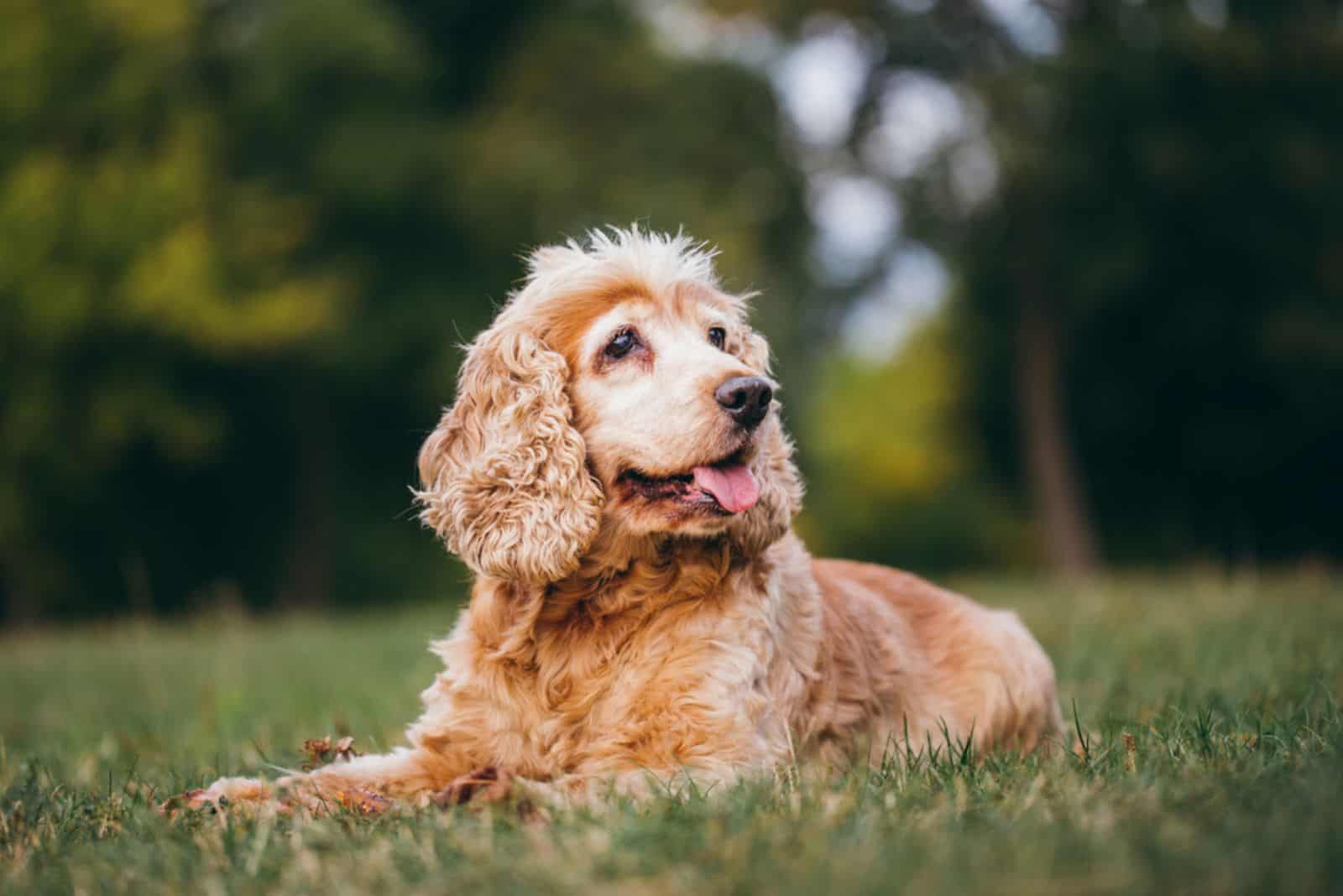 senior cocker spaniel dog lying on the grass