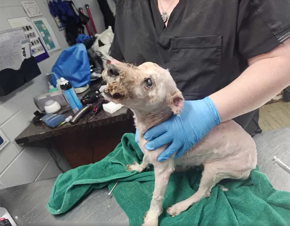 senior dog at vet's office